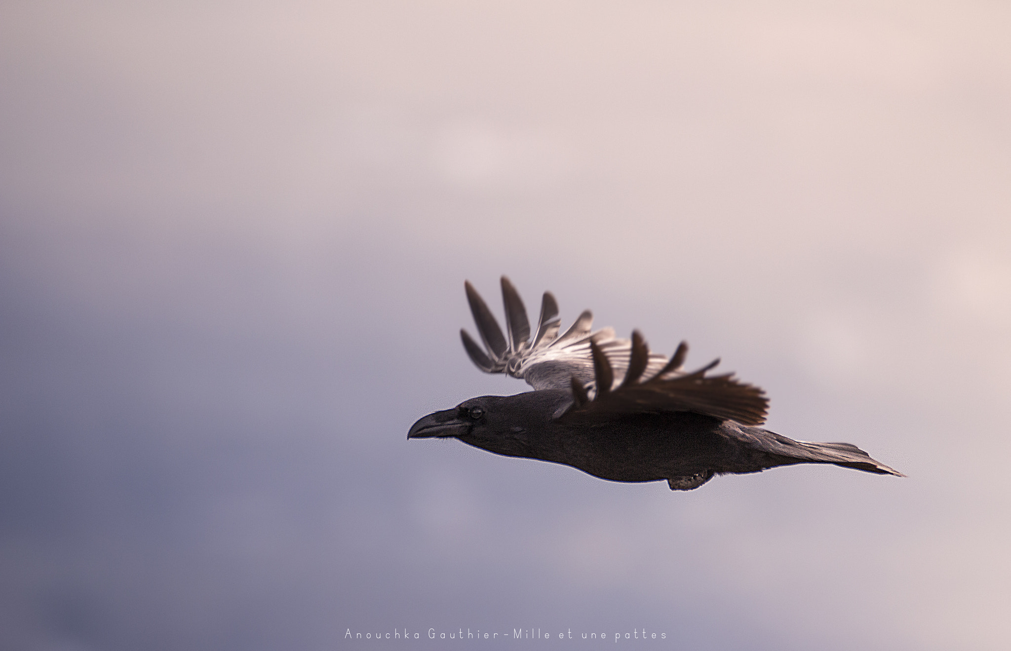 Tamron SP 150-600mm F5-6.3 Di VC USD sample photo. Common raven photography