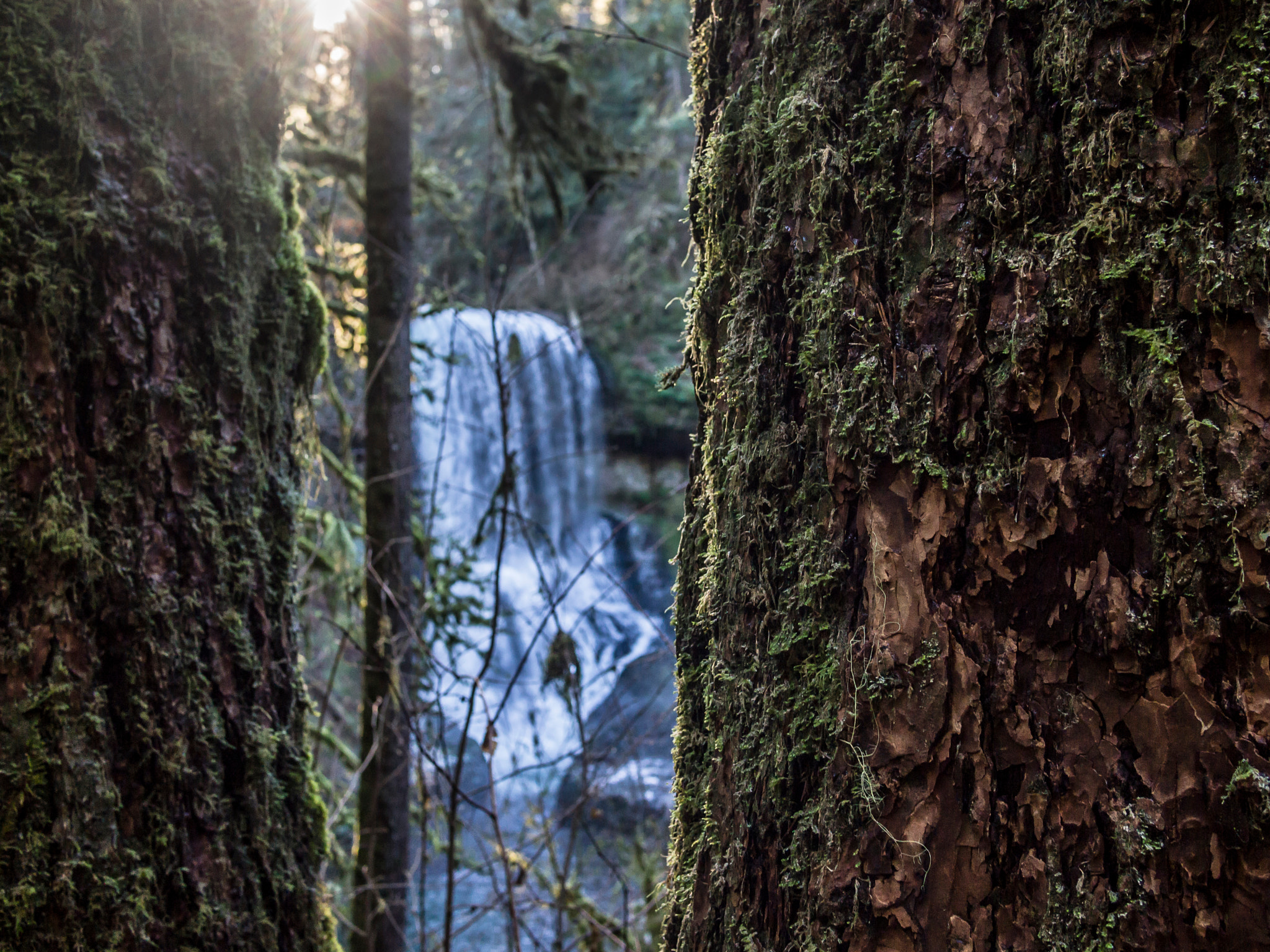 Olympus PEN E-PL3 + Panasonic Lumix G 20mm F1.7 ASPH sample photo. Silver falls trees photography