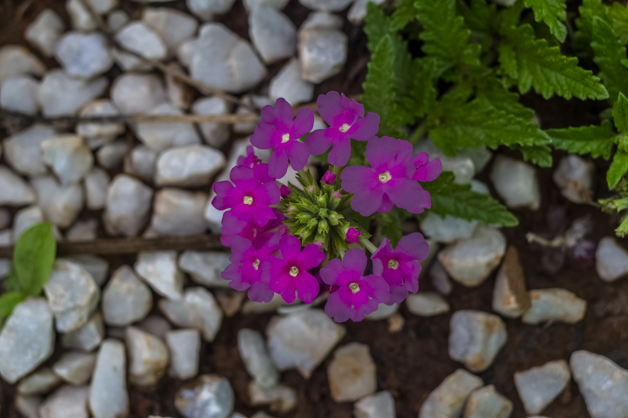 Canon EF 40mm F2.8 STM sample photo. _mg_2377.jpg photography