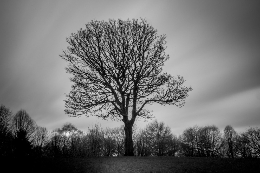 Canon EF-S 10-22mm F3.5-4.5 USM sample photo. Lonely tree photography