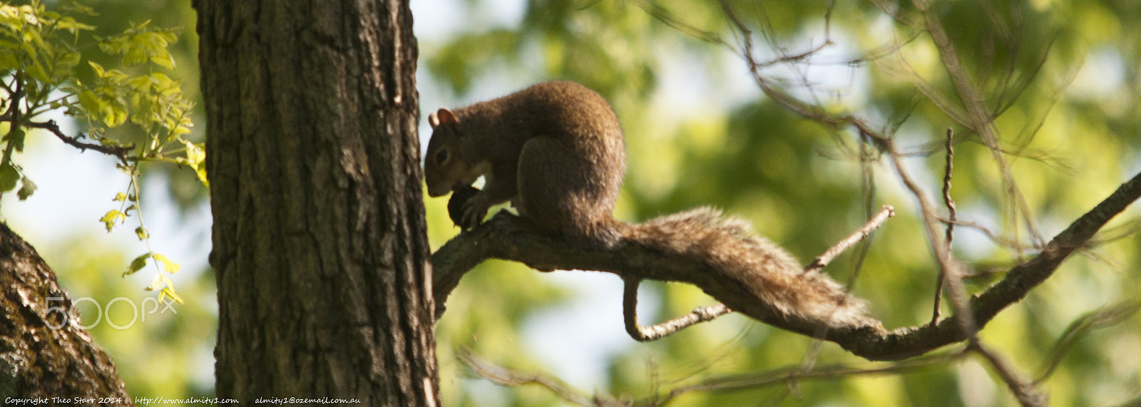 Sigma 150-500mm F5-6.3 DG OS HSM sample photo. Squirrel photography