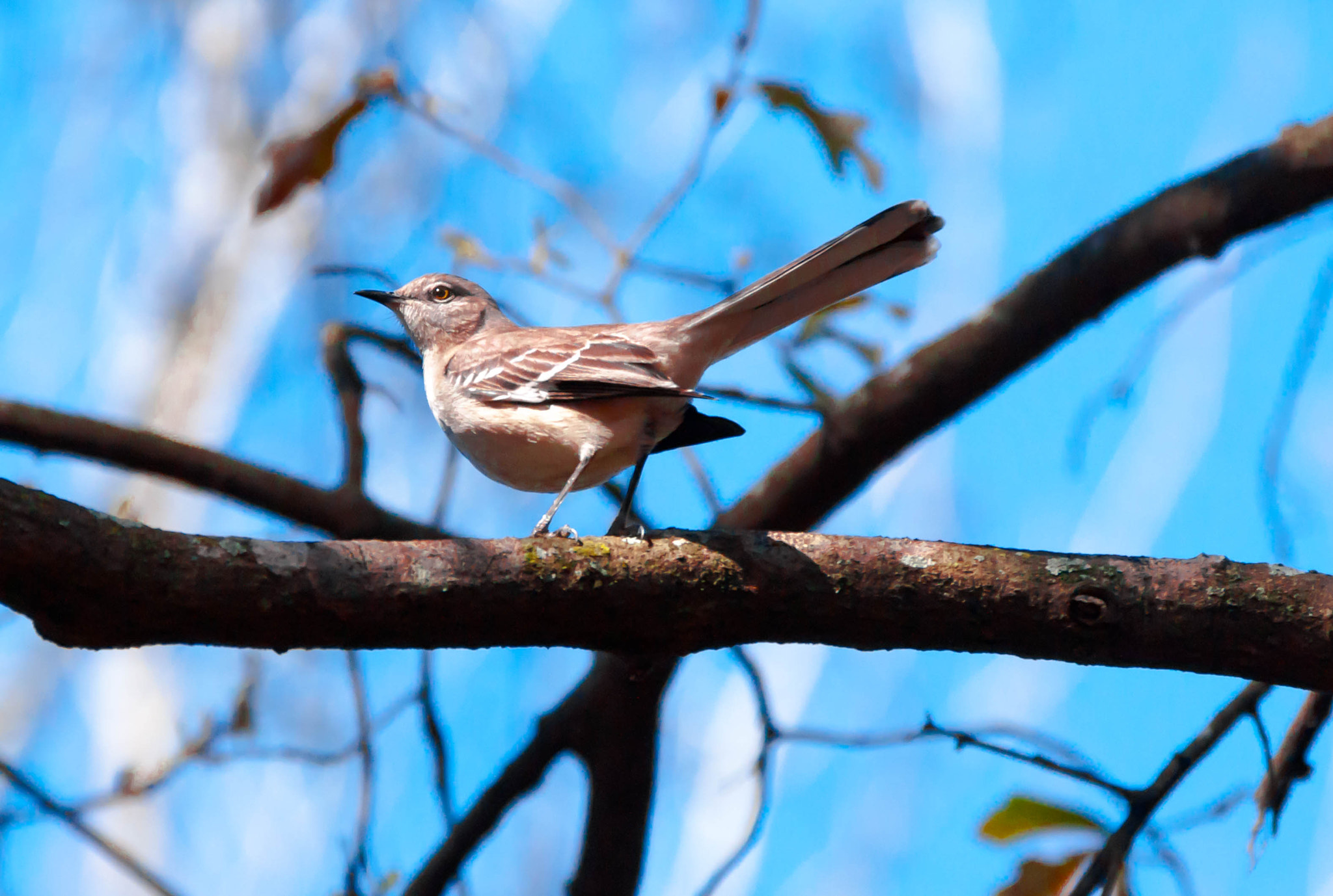 Sony 70-300mm F4.5-5.6 G SSM sample photo. Mockingbird photography