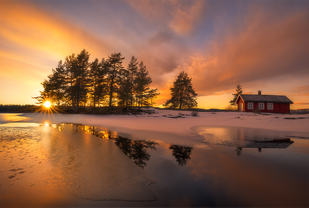 Sony a7R + Canon EF 16-35mm F4L IS USM sample photo. March of the fire ants photography