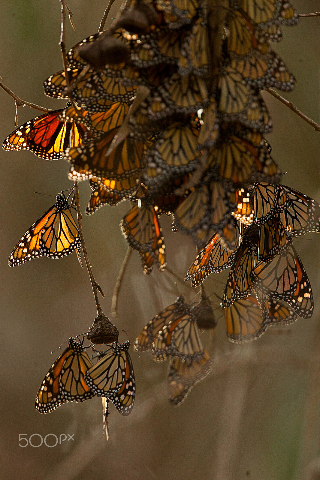 Canon EF 500mm F4L IS USM sample photo. A cluster of monarch butterflies huddles together for warmth photography