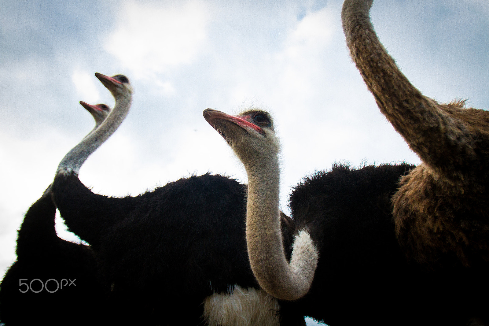 Canon EOS 7D + Canon EF 16-35mm F2.8L USM sample photo. A flock of ostriches standing over a camera photography