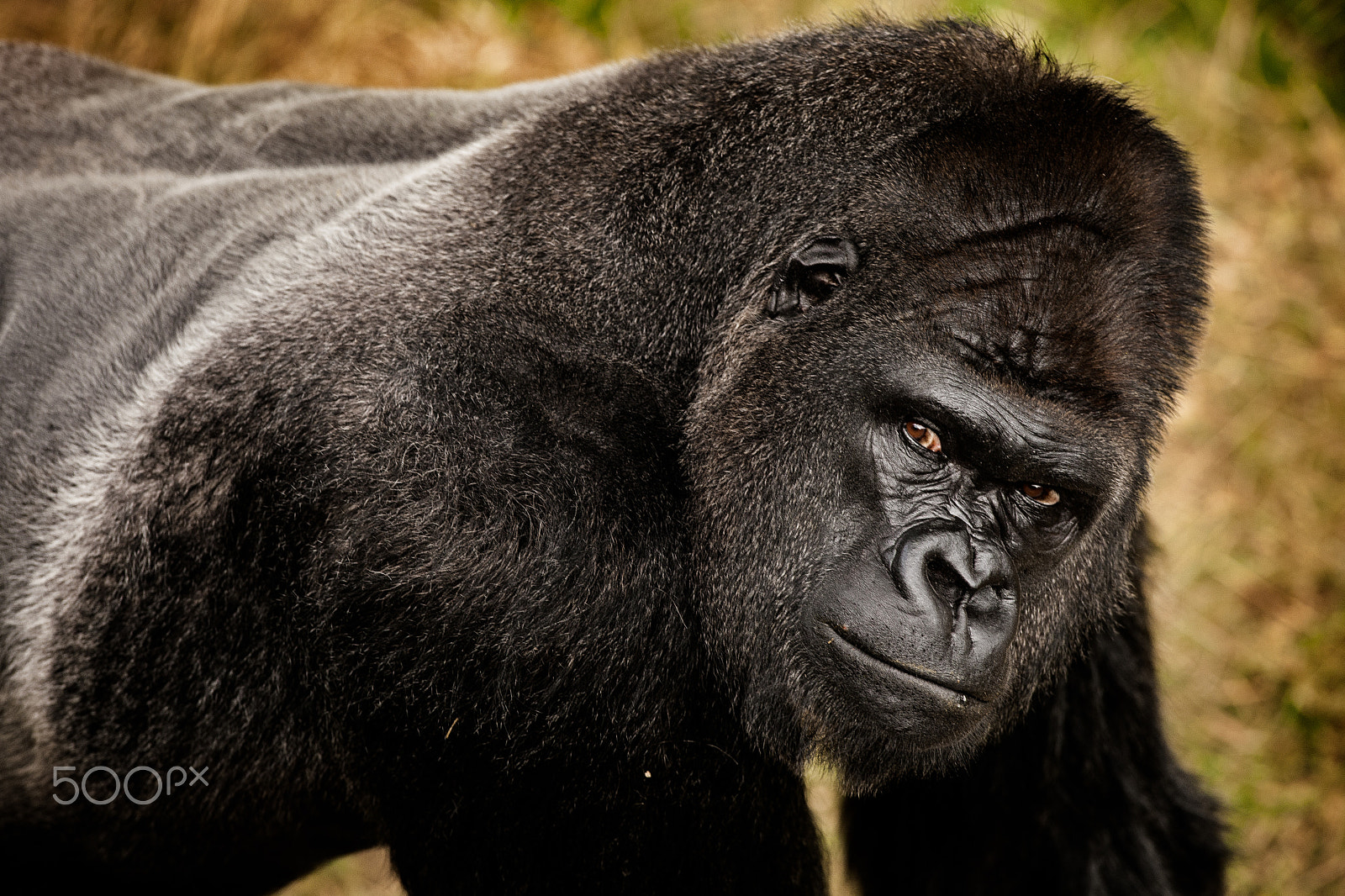 Canon EOS 5D Mark II + Canon EF 300mm F2.8L IS USM sample photo. A lowland gorilla staring into a camera photography