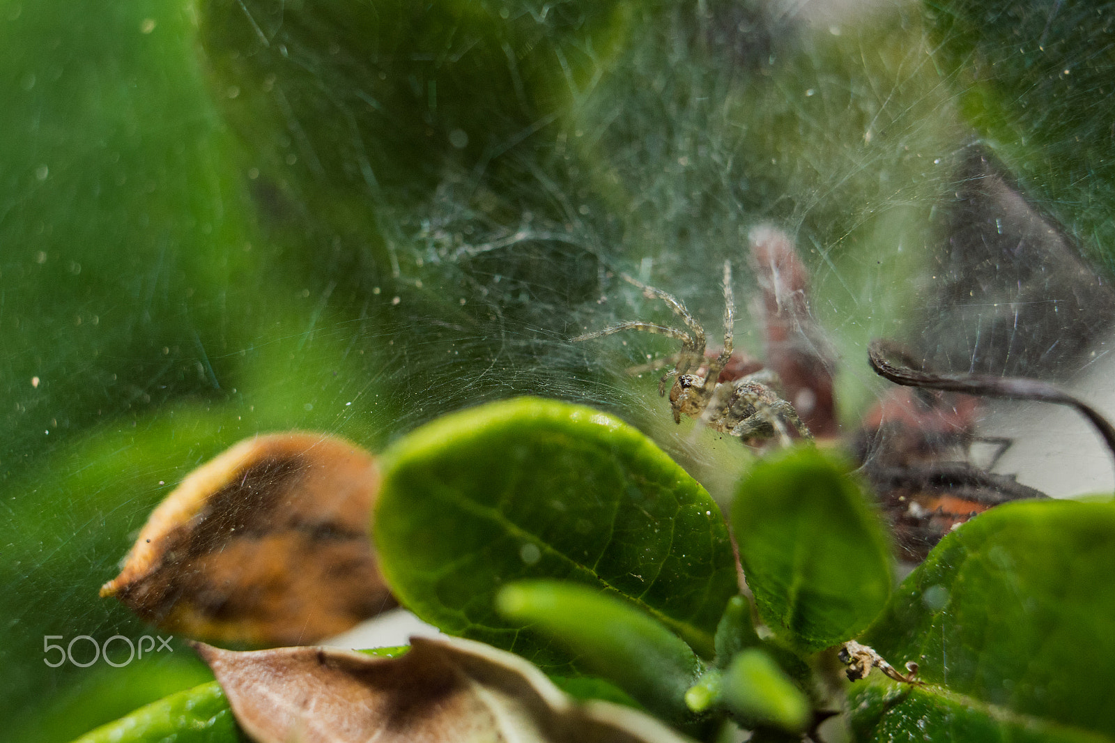 Sony a7R + E 50mm F1.8 OSS sample photo. A spider sitting in a web nestled between green leaves photography