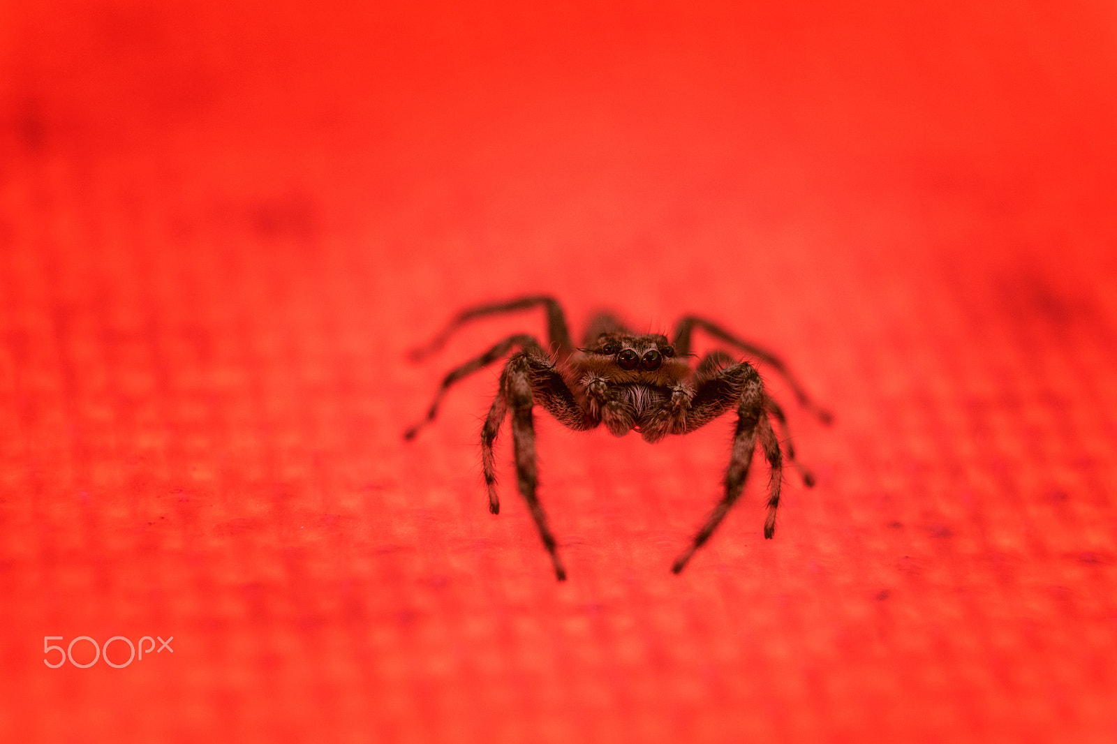 Sony a7R + E 50mm F1.8 OSS sample photo. A jumping spider curiously staring at the camera photography