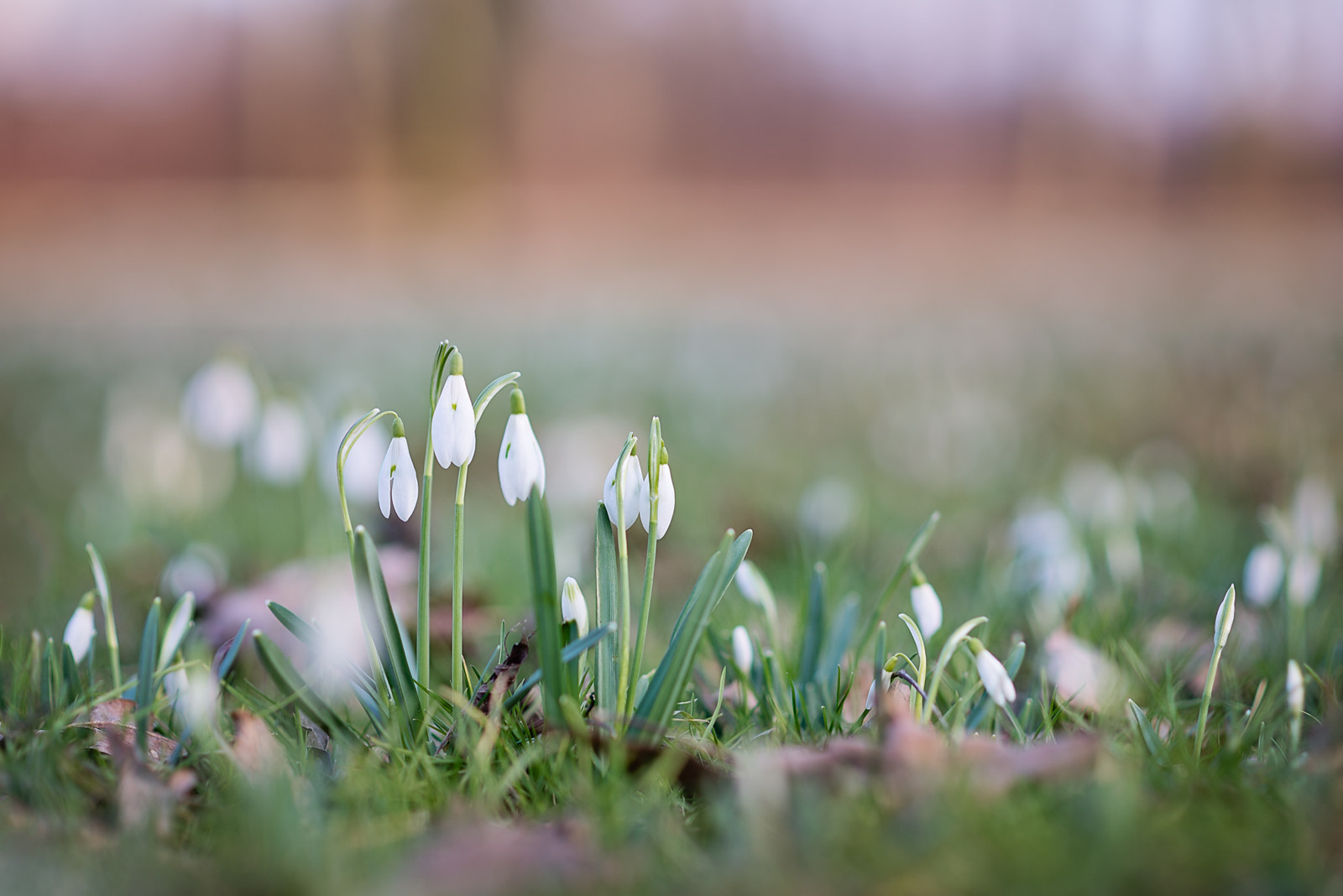 Nikon D610 + Nikon AF Nikkor 105mm F2D DC sample photo. Snowdrops in the park photography