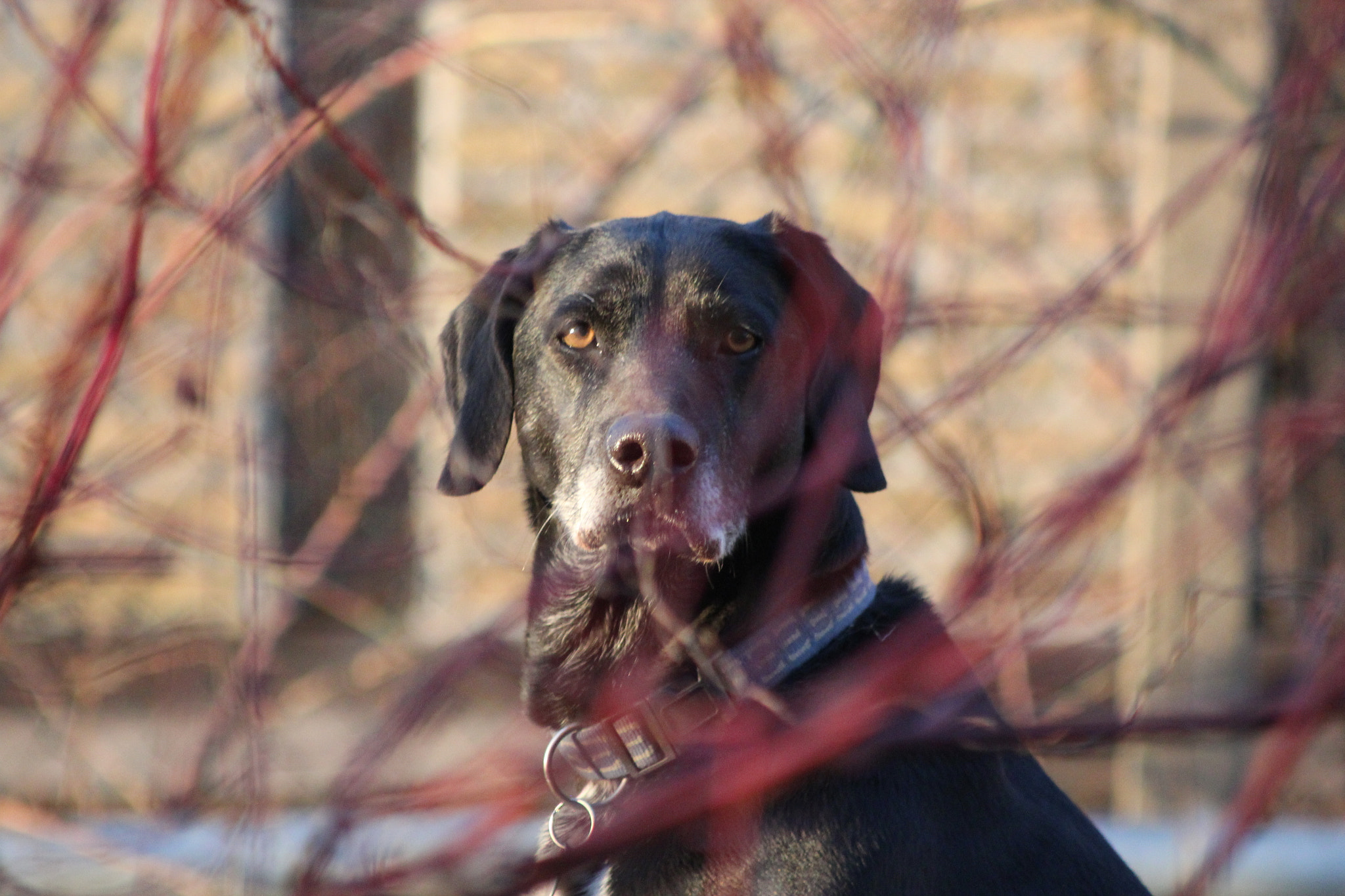 Canon EF 80-200mm F4.5-5.6 II sample photo. Behind the red bush photography