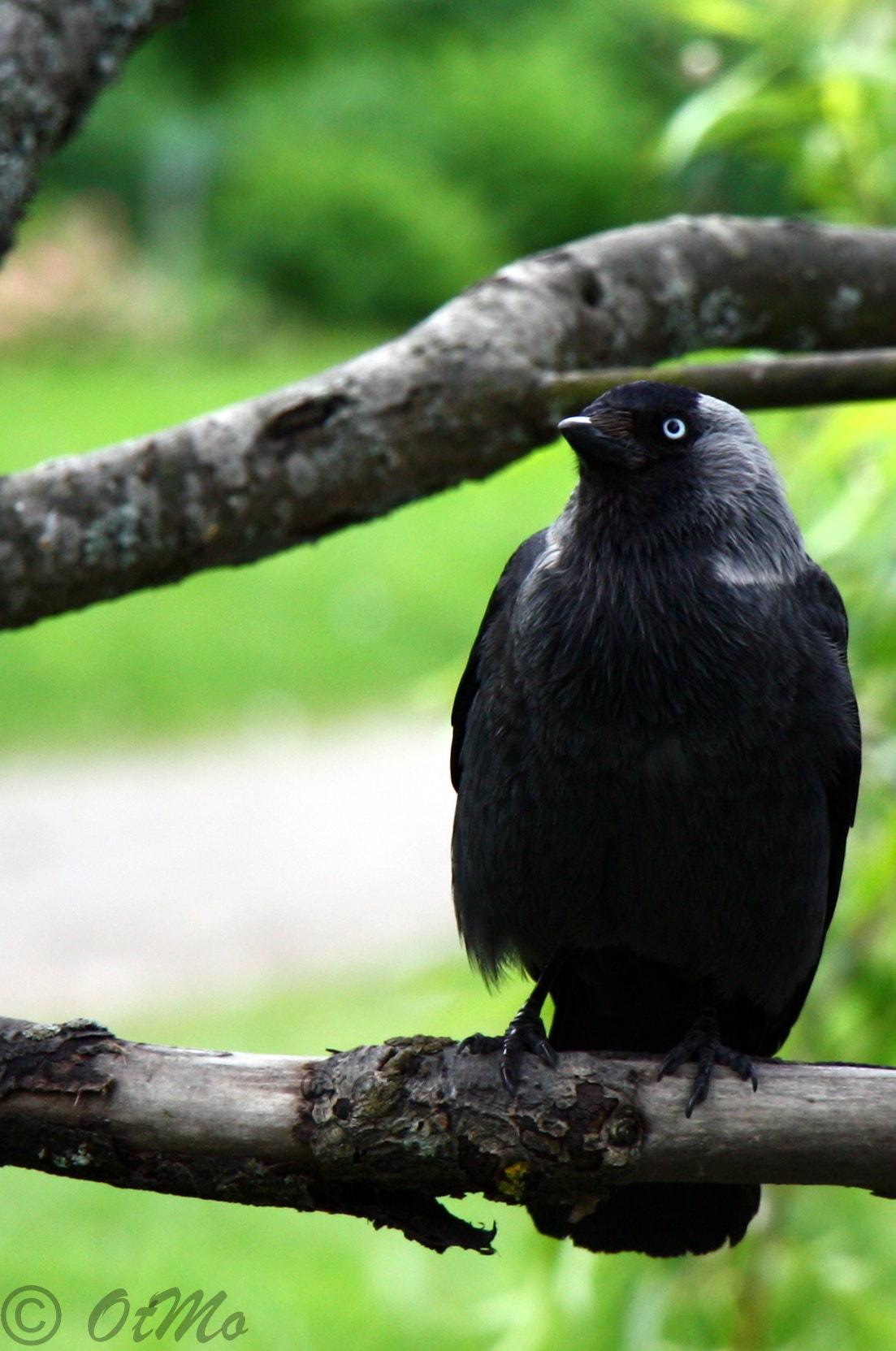 Canon EF-S 18-135mm F3.5-5.6 IS STM sample photo. The black jackdaw photography