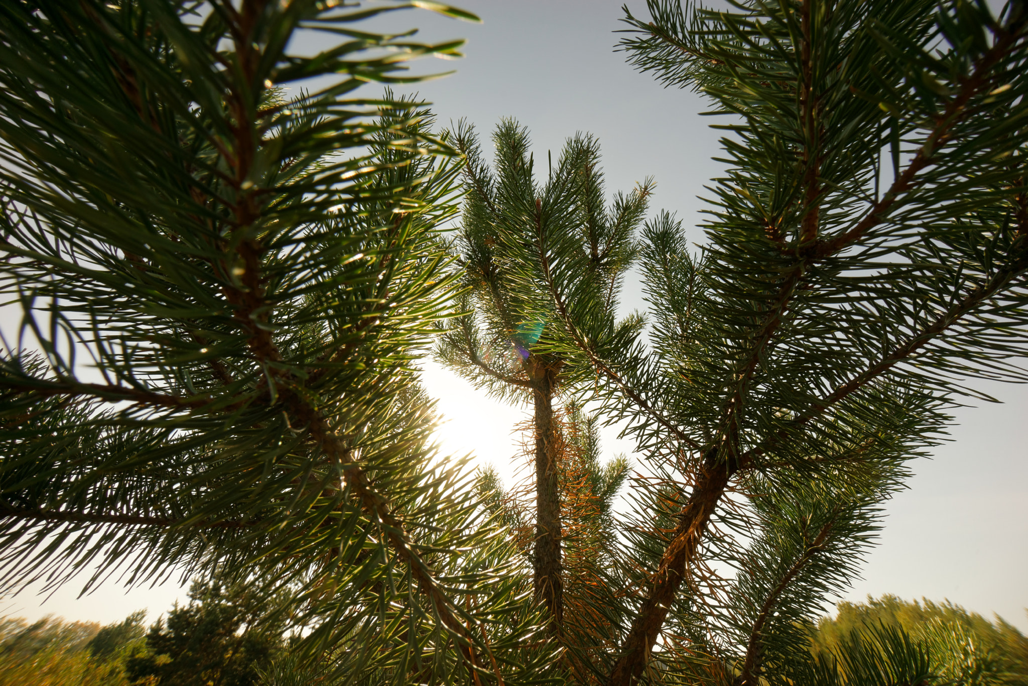 Sony E 10-18mm F4 OSS sample photo. Kakotkin com photography