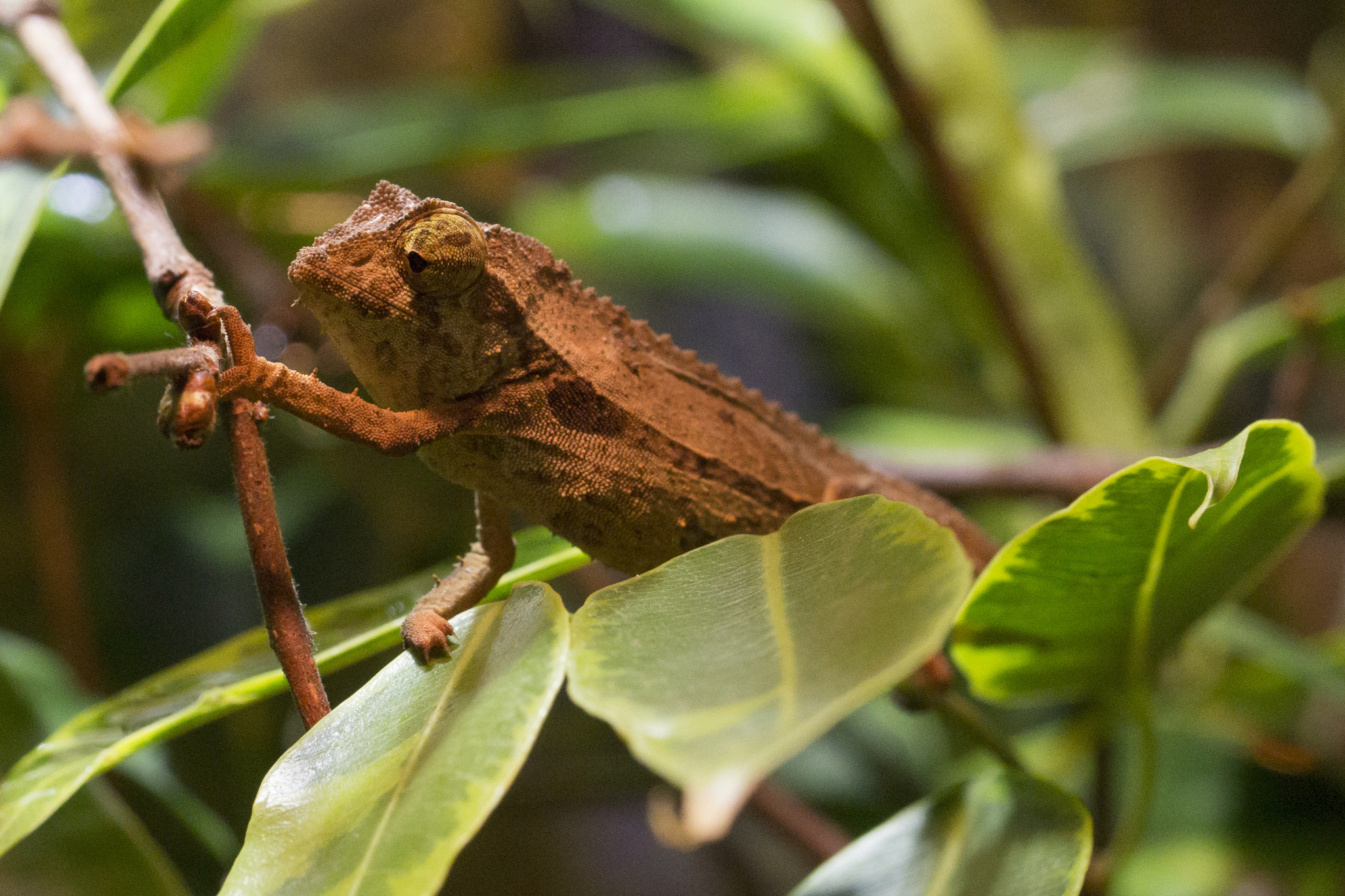 Sony a99 II + 90mm F2.8 Macro SSM sample photo. Stummelschwanz photography