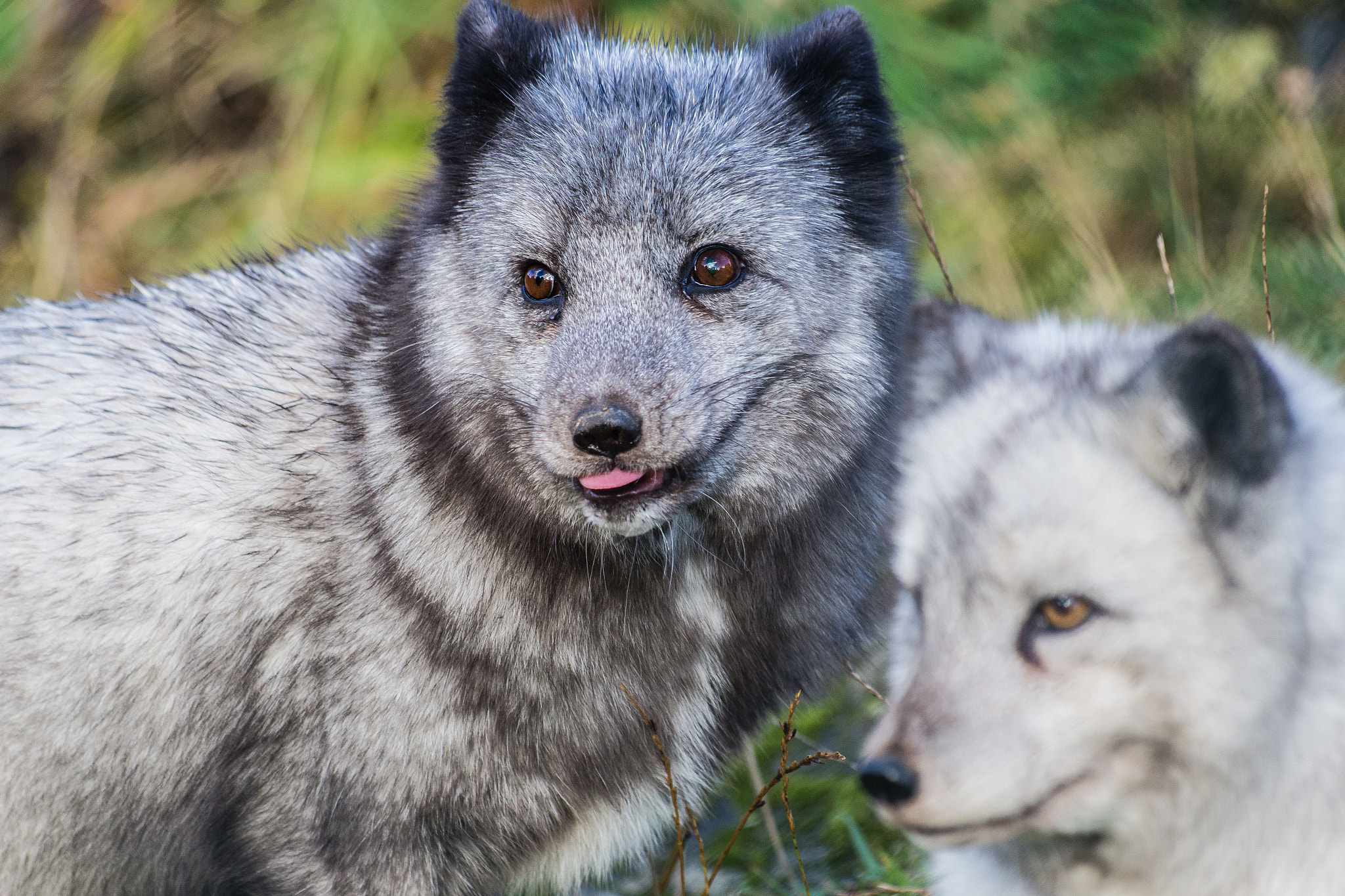 Sigma 70-300mm F4-5.6 APO DG Macro sample photo. Foxy!! photography