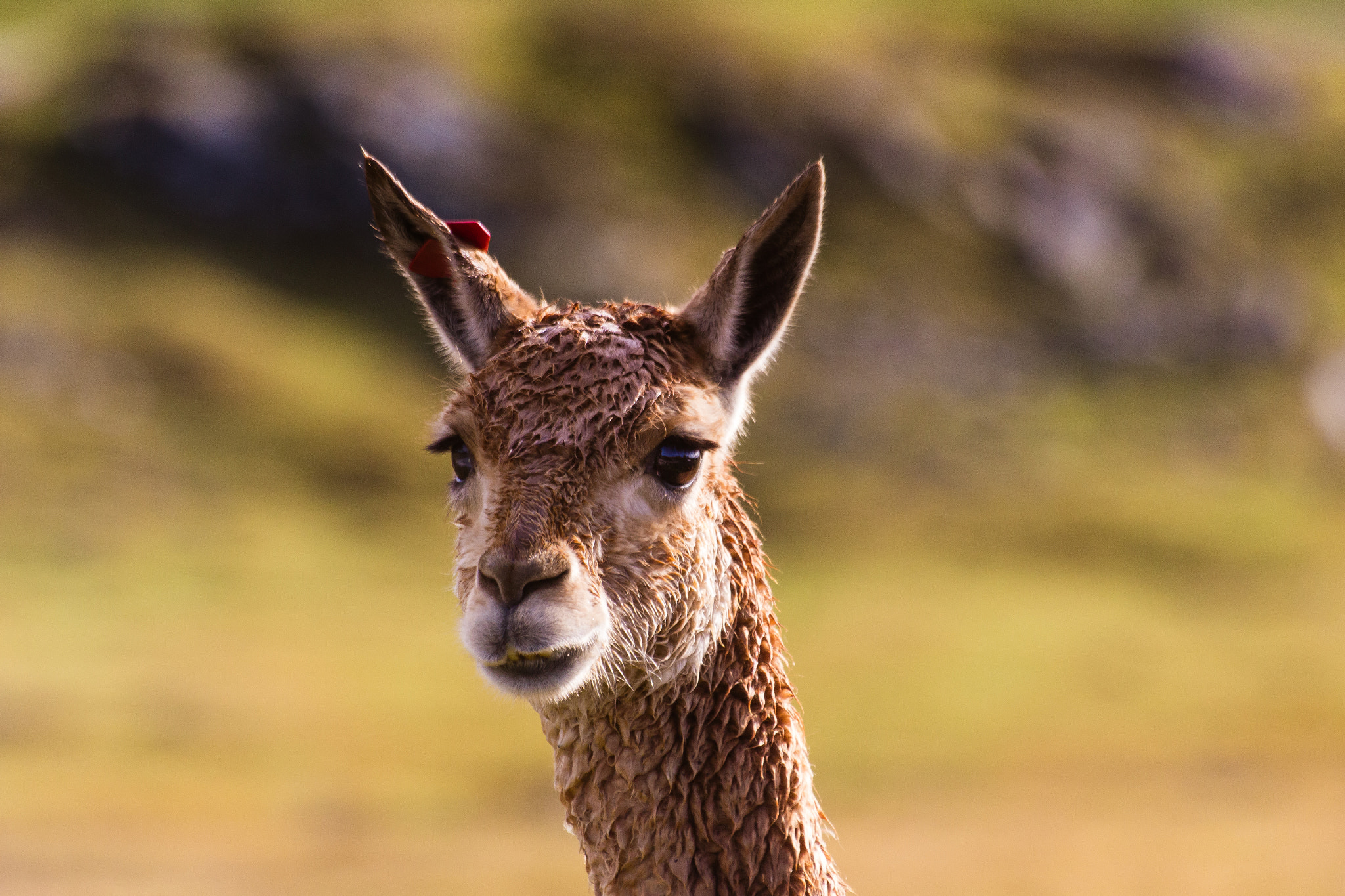 Sigma 70-300mm F4-5.6 APO DG Macro sample photo. Vicuna photography