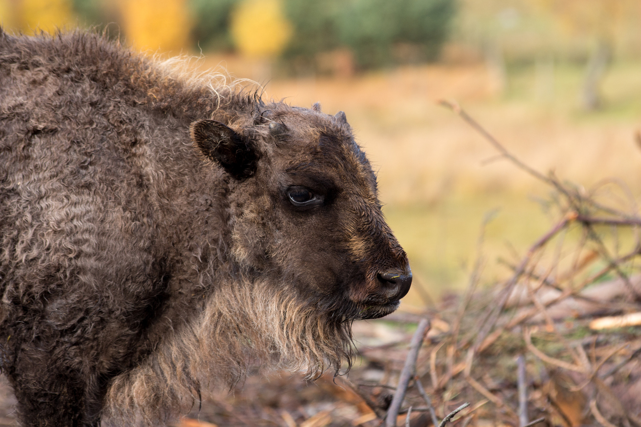 Sigma 70-300mm F4-5.6 APO DG Macro sample photo. Little bison photography