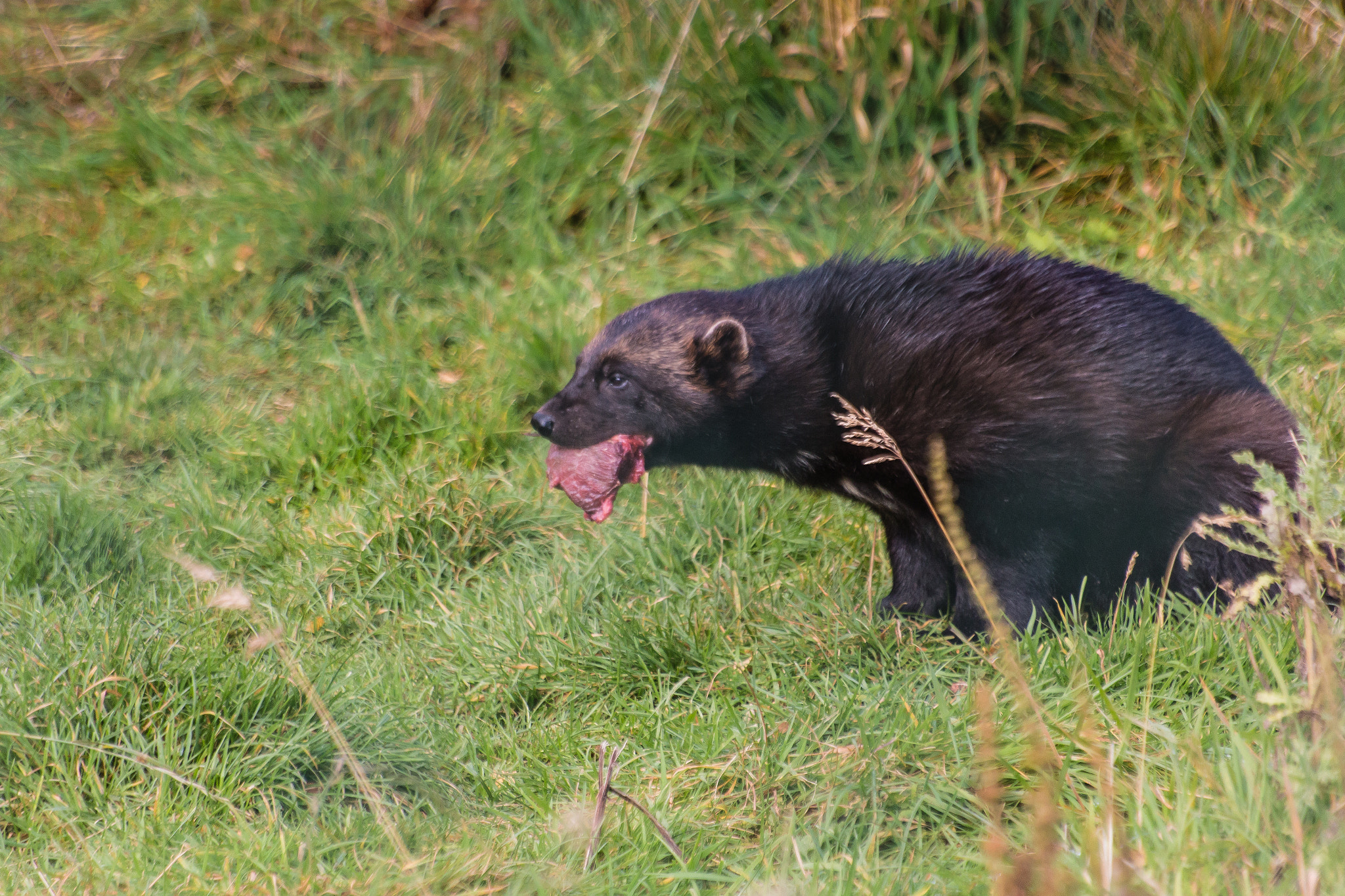 Sigma 70-300mm F4-5.6 APO DG Macro sample photo. Wolverine photography