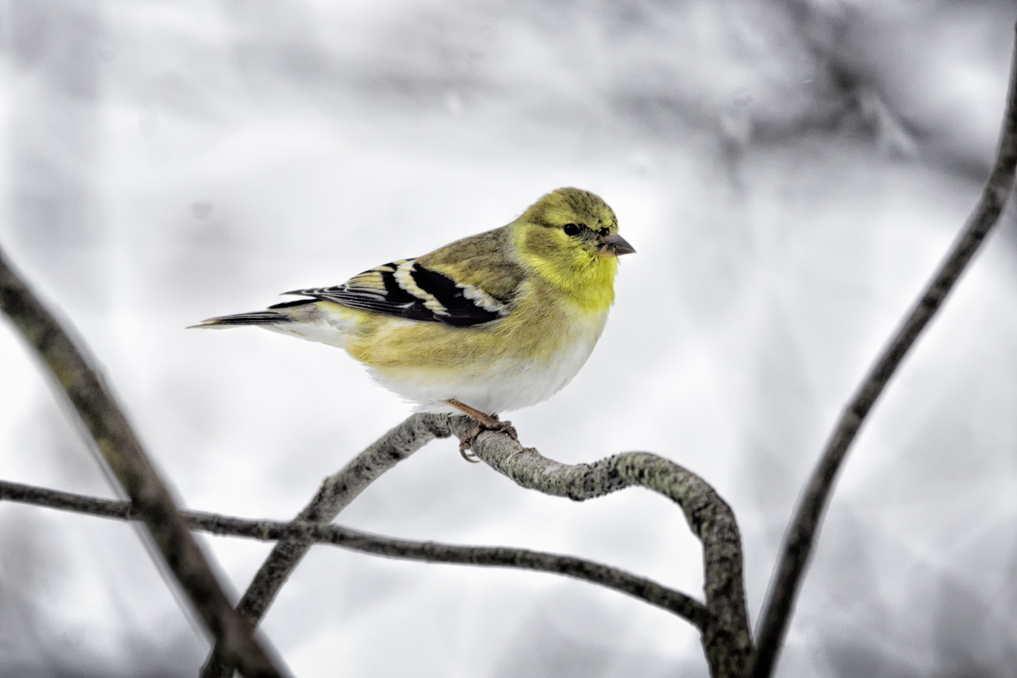 Sigma 150-500mm F5-6.3 DG OS HSM sample photo. Bright beacon photography