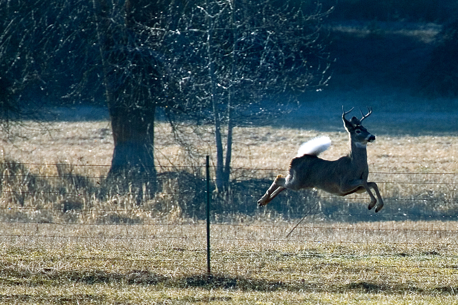 Canon EOS-1D Mark II N sample photo. Wt deer photography