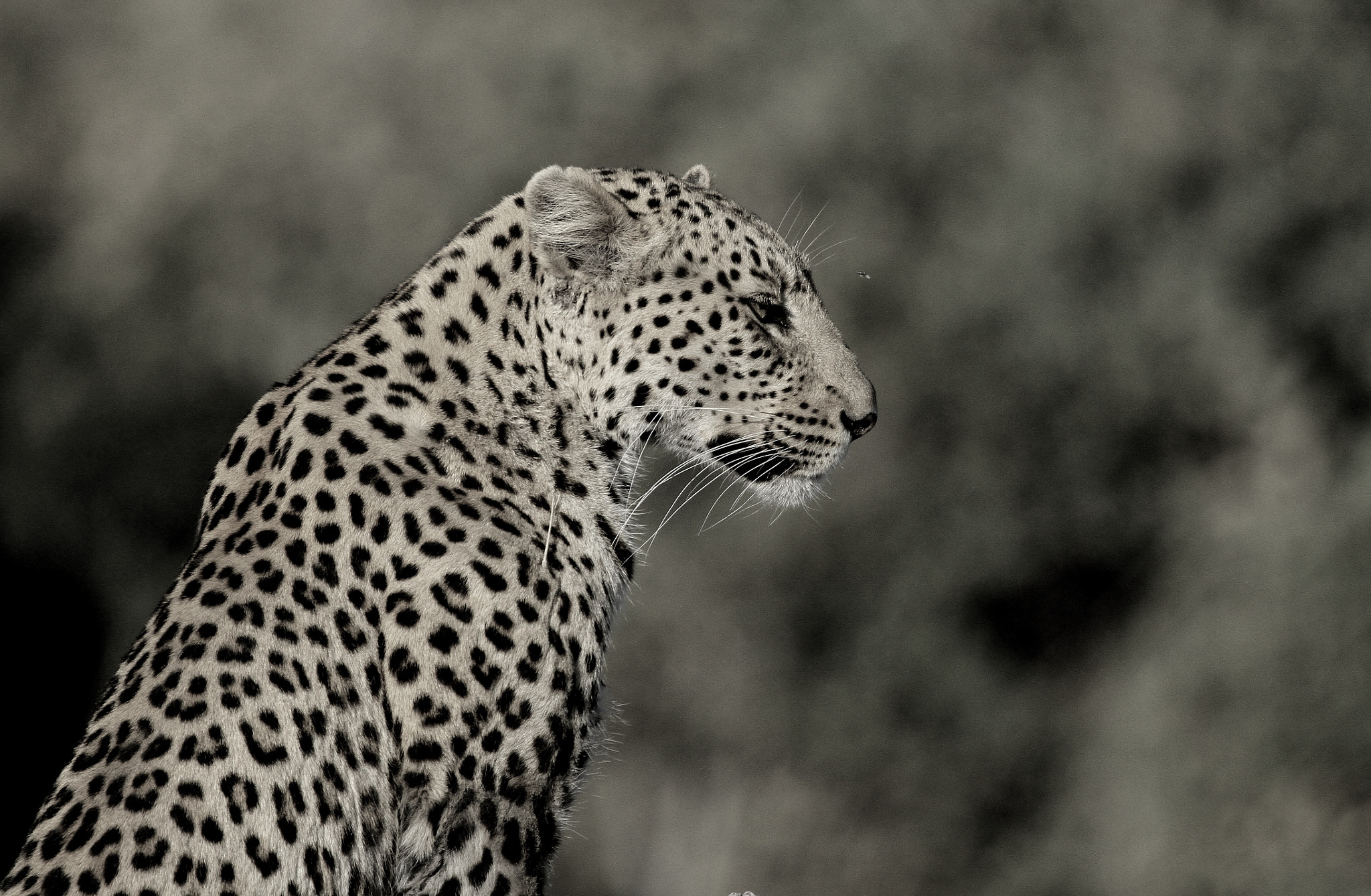 Canon EF 100-400mm F4.5-5.6L IS USM sample photo. Leopard spirit photography