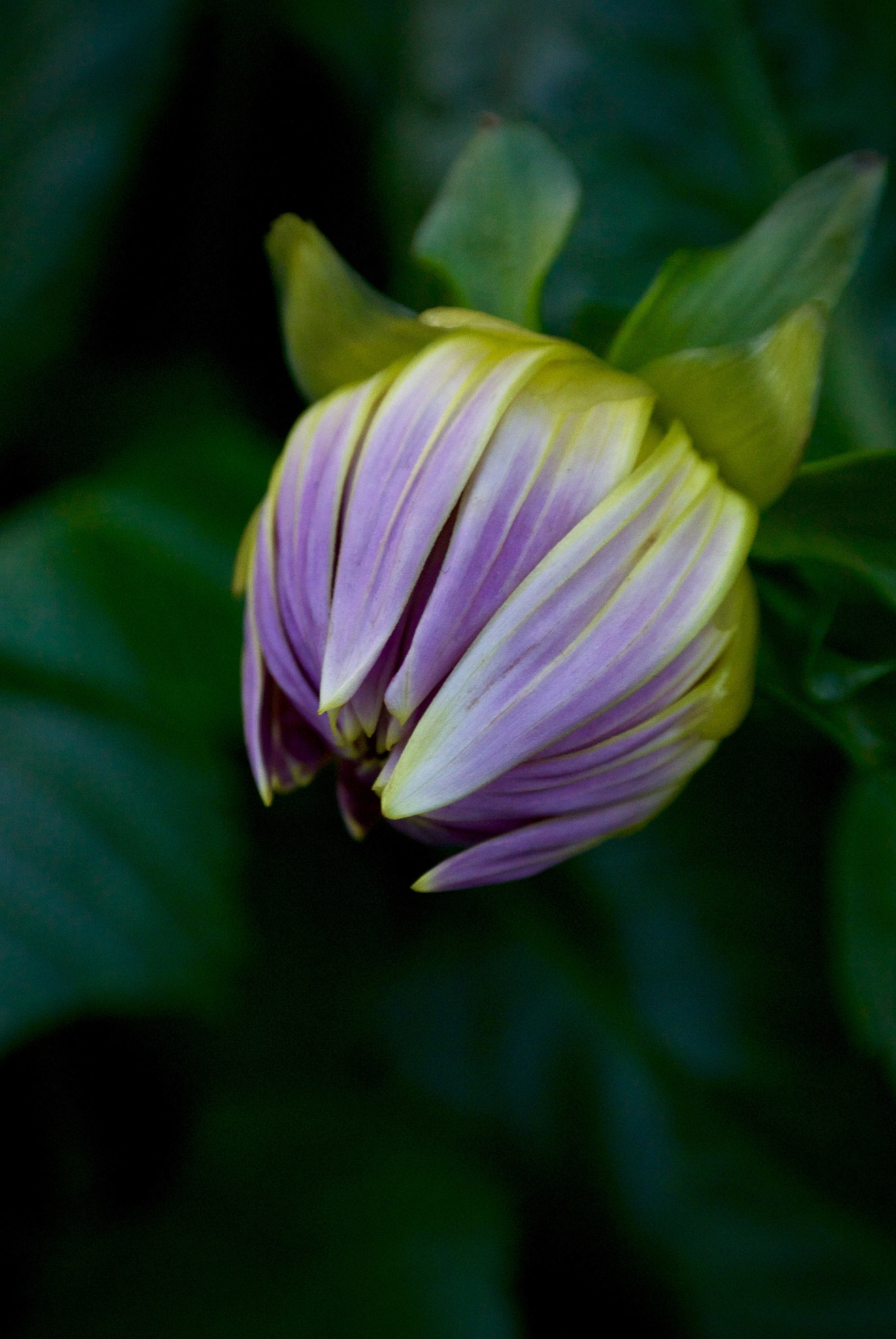 Nikon 1 J2 sample photo. Blooming photography