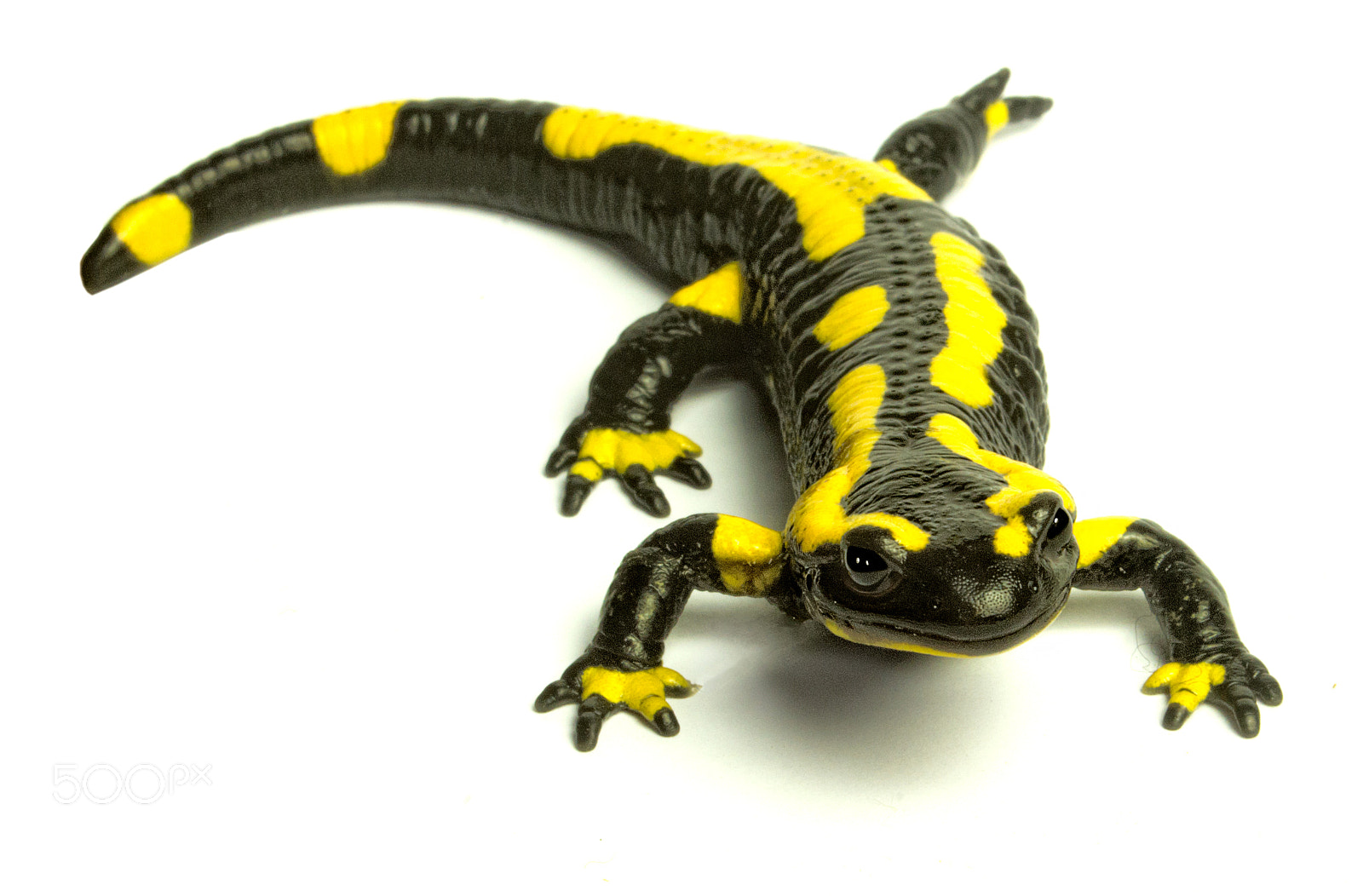 smc PENTAX-F 35-80mm F4-5.6 sample photo. Salamandra salamandra 2 photography