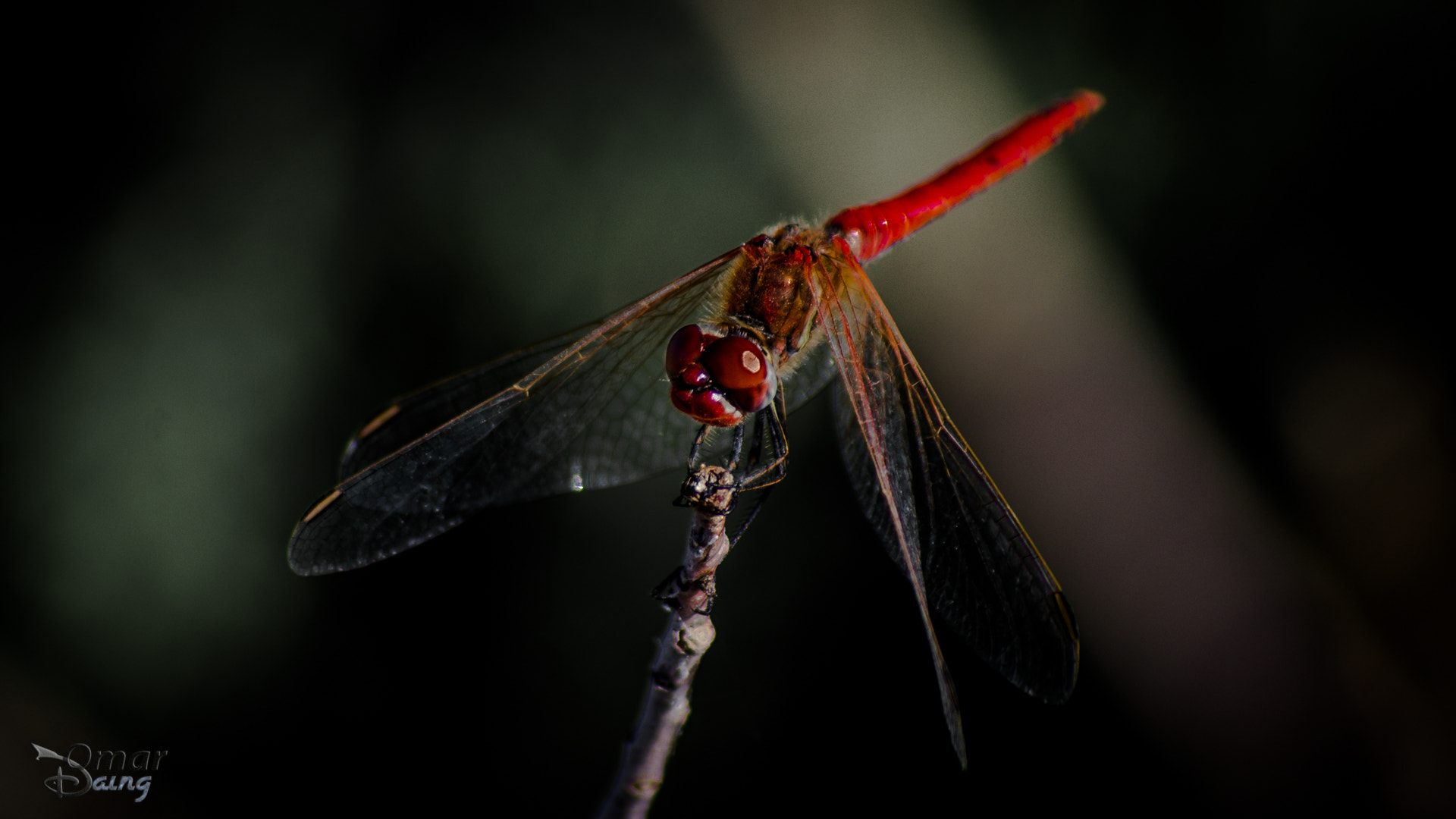 smc PENTAX-FA 100-300mm F4.7-5.8 sample photo. Sympetrum flaveolum - dragonfly-yusufçuk - 3 photography