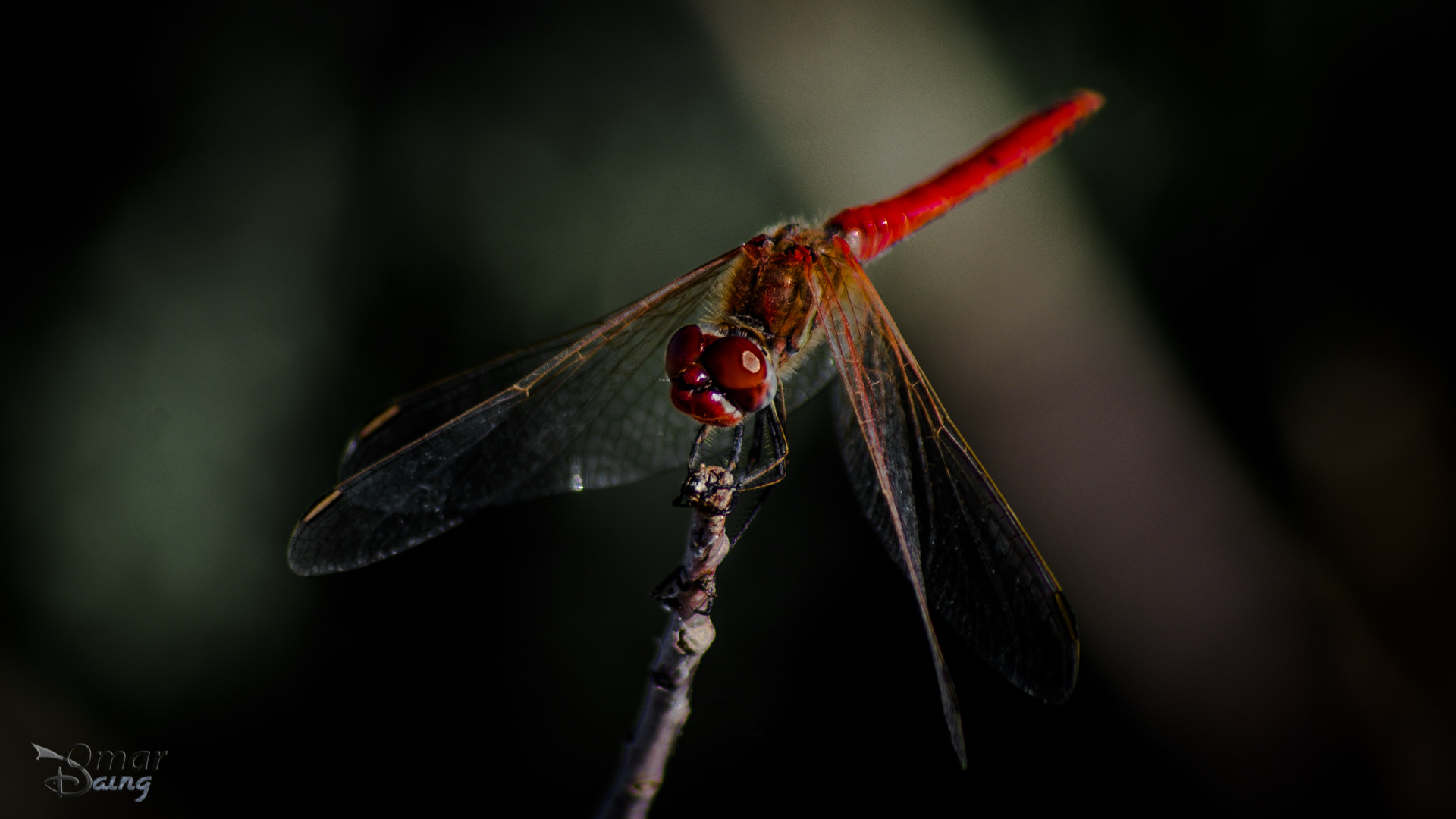 Pentax K-5 + smc PENTAX-FA 100-300mm F4.7-5.8 sample photo. Sympetrum flaveolum - dragonfly-yusufçuk - 3 photography