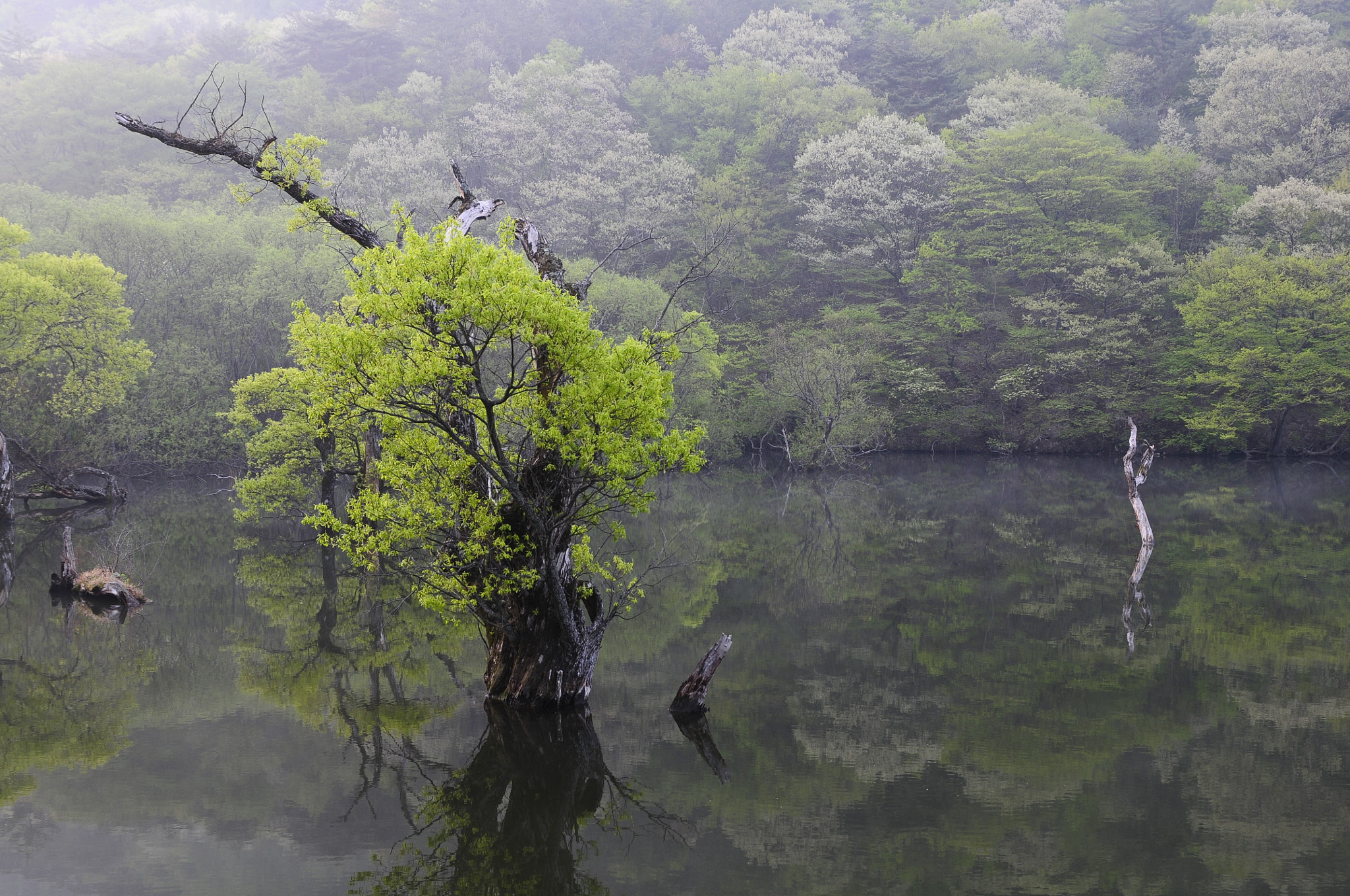 Nikon AF-S Nikkor 28-70mm F2.8 ED-IF sample photo. Jusanji photography