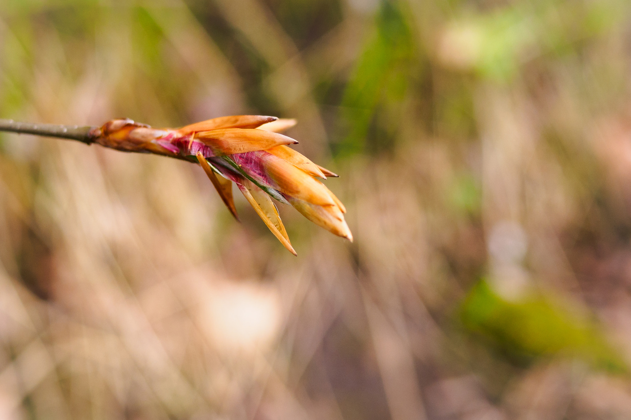 Olympus OM-D E-M10 + LUMIX G 20/F1.7 II sample photo. Opening beech bud photography