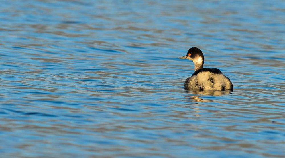 Nikon D3300 + Nikon AF-S Nikkor 300mm F4D ED-IF sample photo. Beautiful duck photography