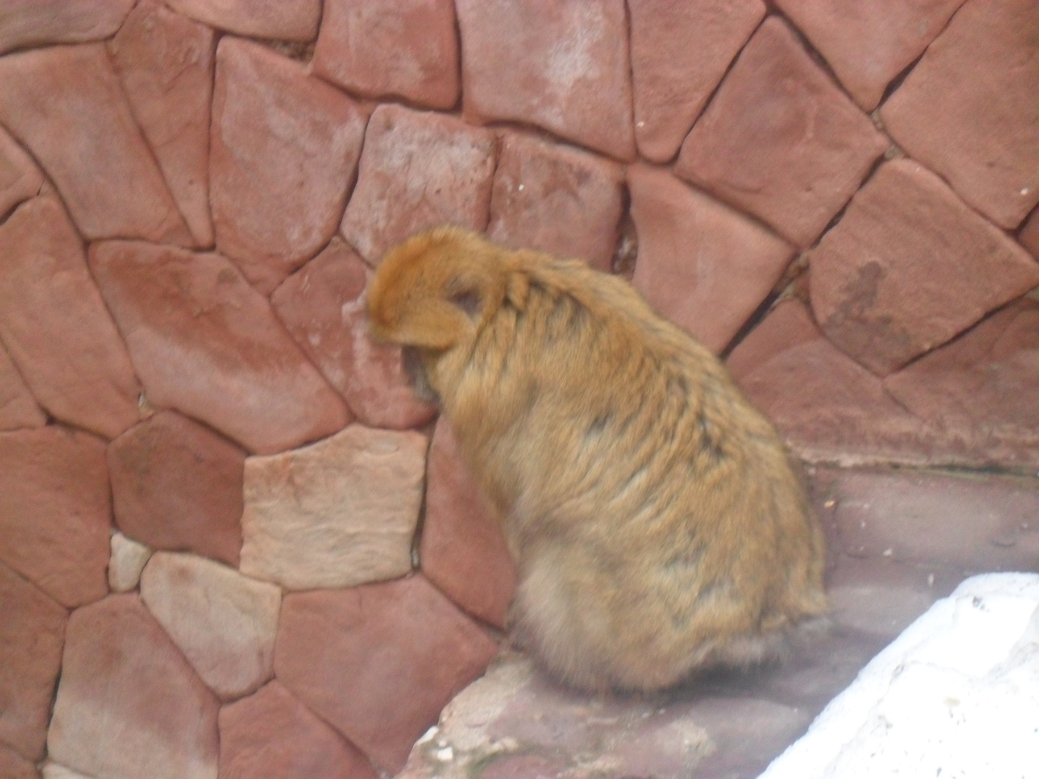 Samsung PL100 /  TL205 / VLUU PL100 /  PL101 sample photo. Un singe photography