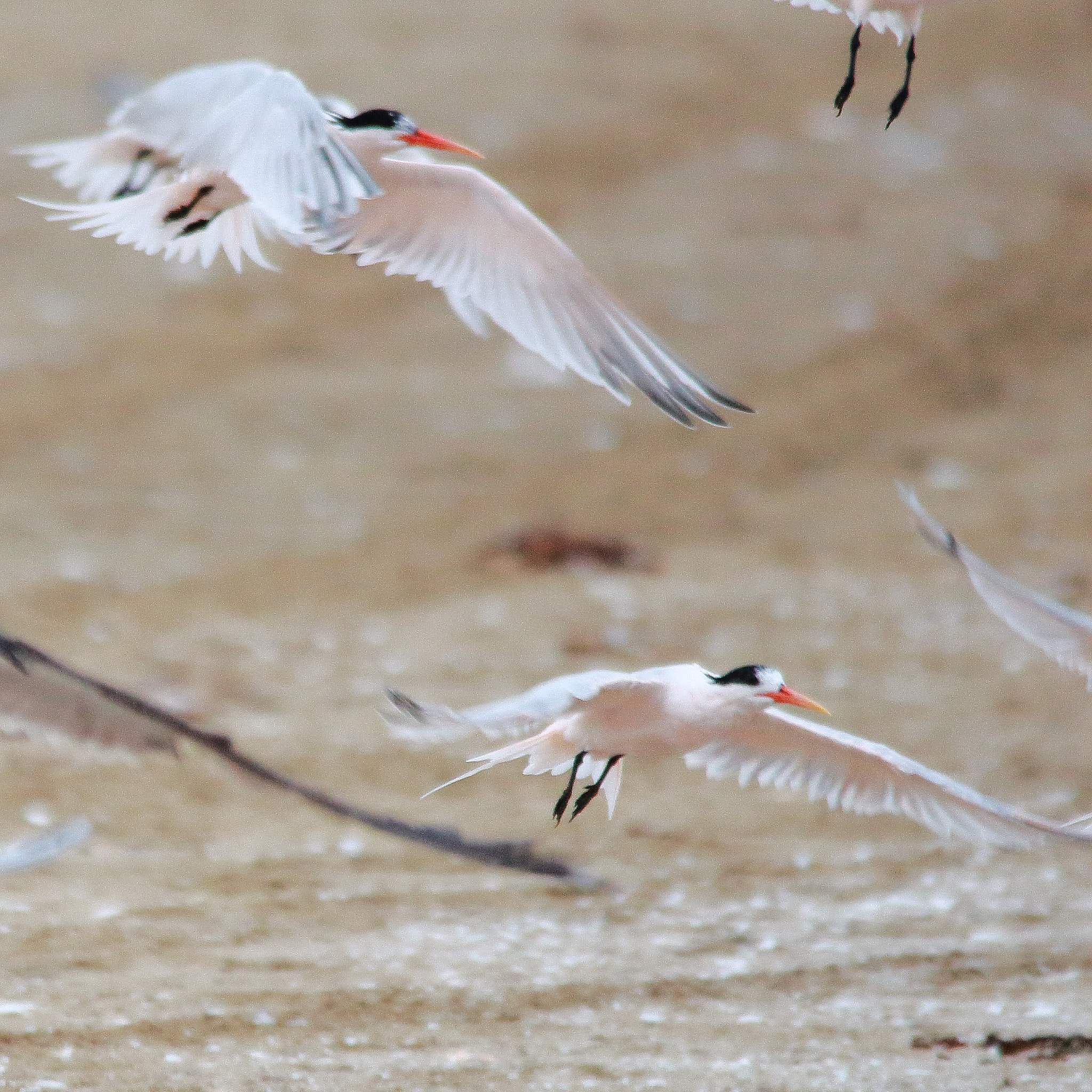 Sigma 150-500mm F5-6.3 DG OS HSM sample photo. Gaviotin elegante photography