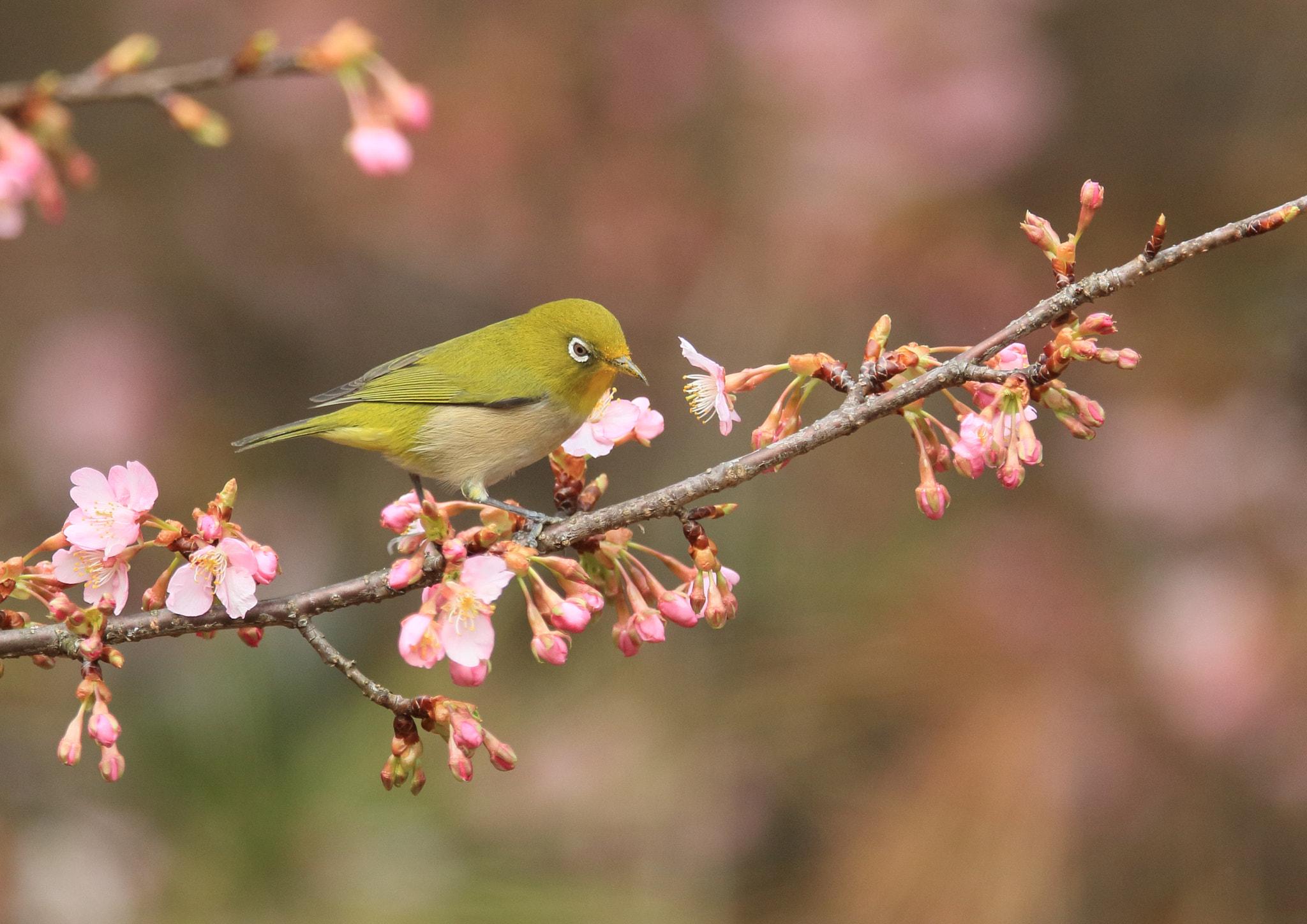 Canon EF 400mm F2.8L IS II USM sample photo. メジロ   餌は− photography