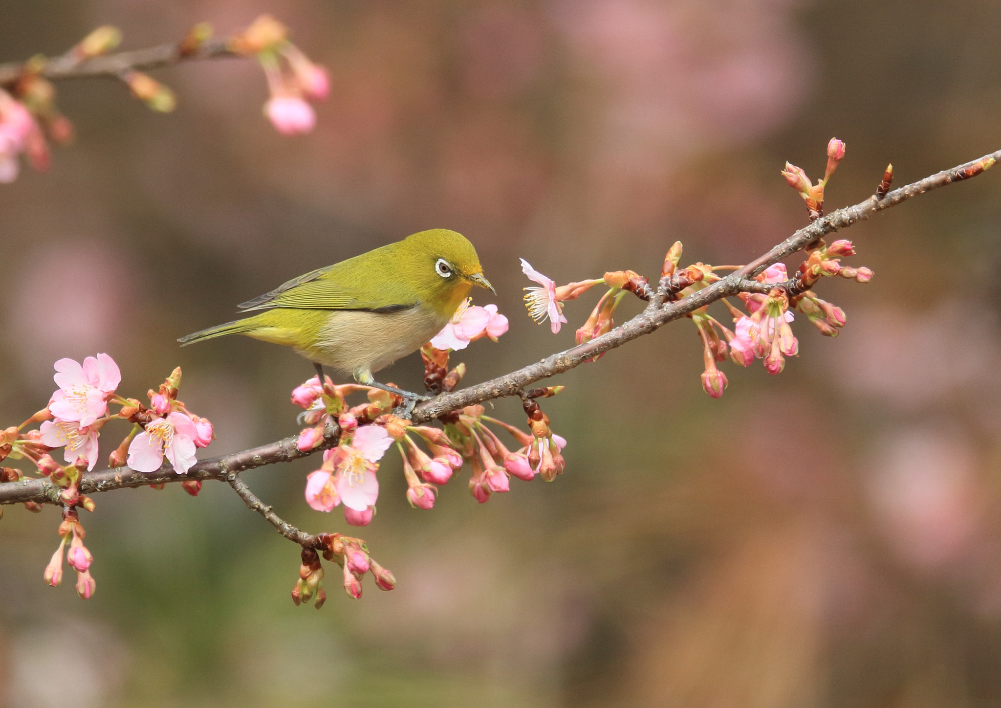 Canon EOS 7D Mark II + Canon EF 400mm F2.8L IS II USM sample photo. メジロ   餌は− photography