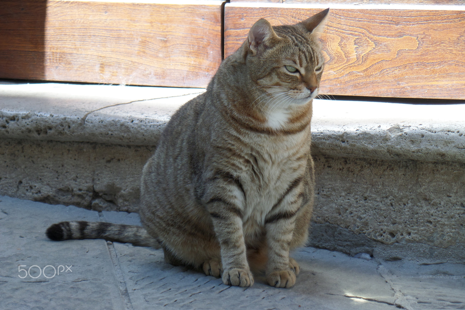 Samsung WB800F sample photo. Fat cat photography