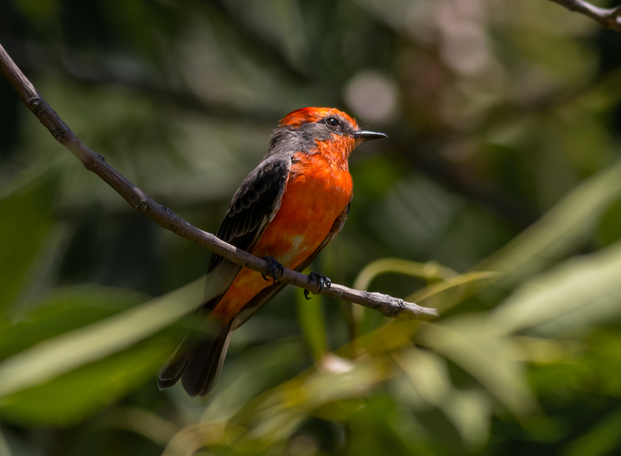 Canon EF 400mm F5.6L USM sample photo. Vermilion flycatcher photography