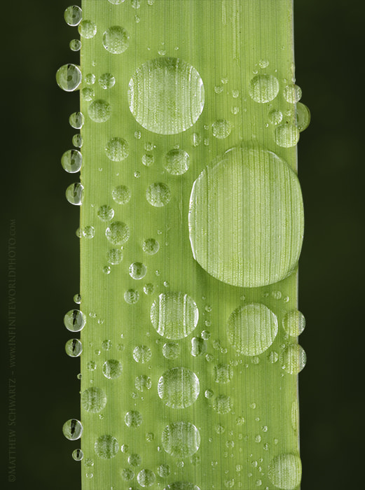 Sigma 150mm f/2.8 EX DG OS HSM APO Macro sample photo. Grass blade with dewdrops photography