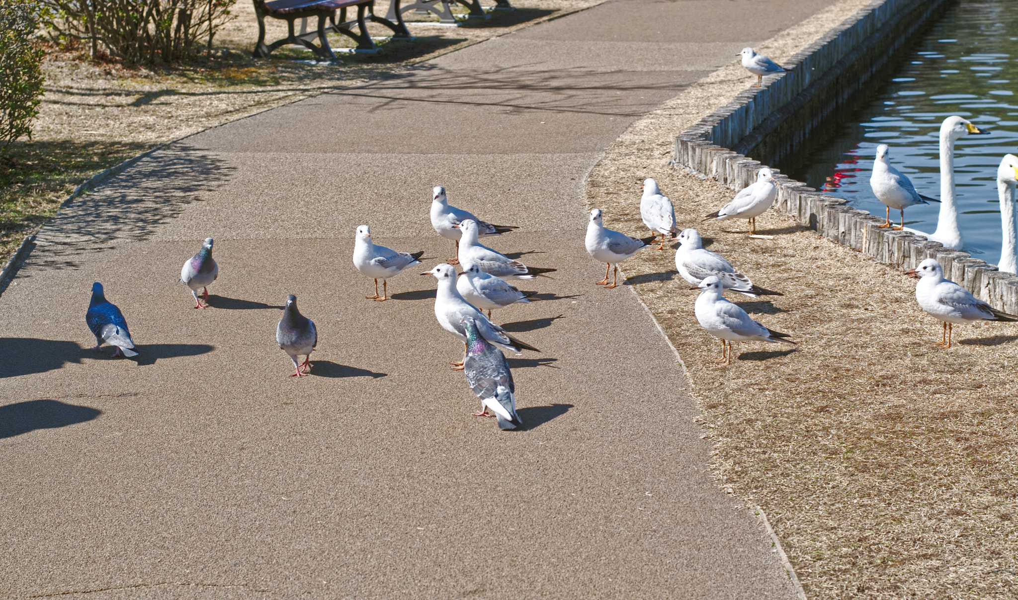 Nikon D5300 + 50mm F1.8 sample photo. The birds are coming photography