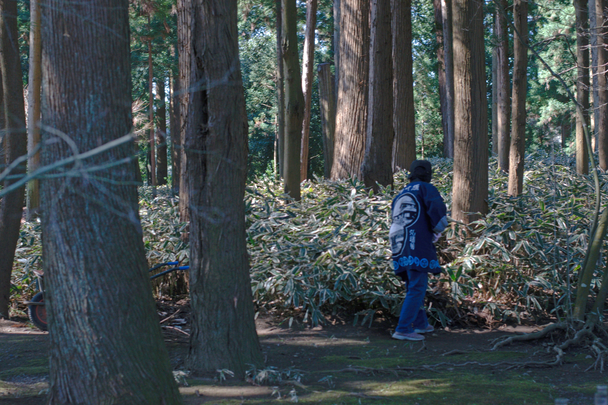 Nikon D5300 + 50mm F1.8 sample photo. Tending the forest photography