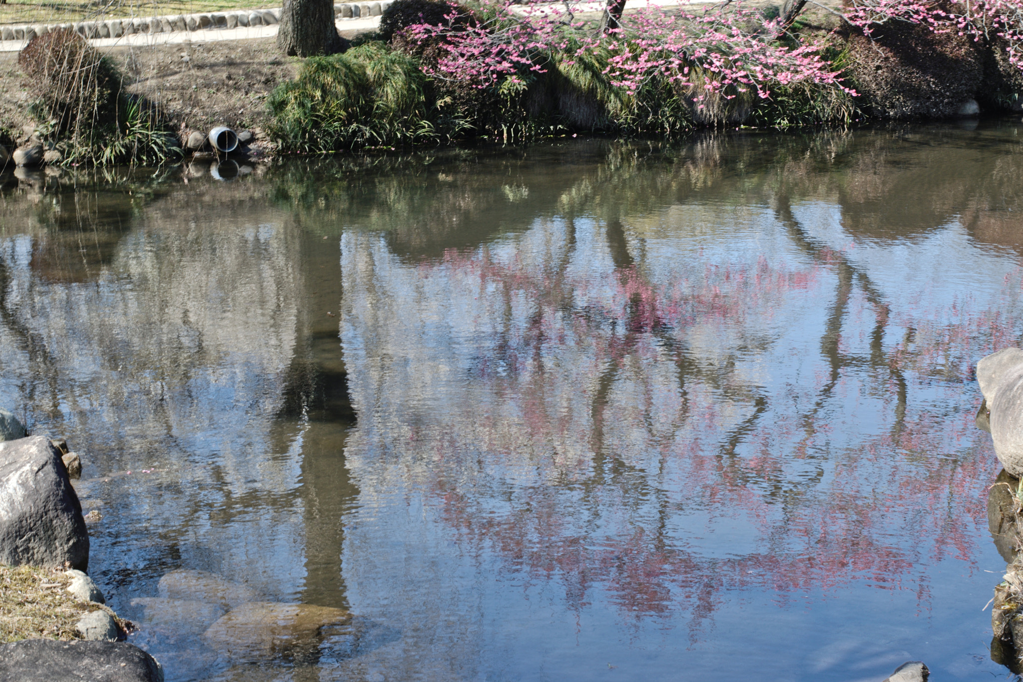 Nikon D5300 + 50mm F1.8 sample photo. Ume reflections one photography