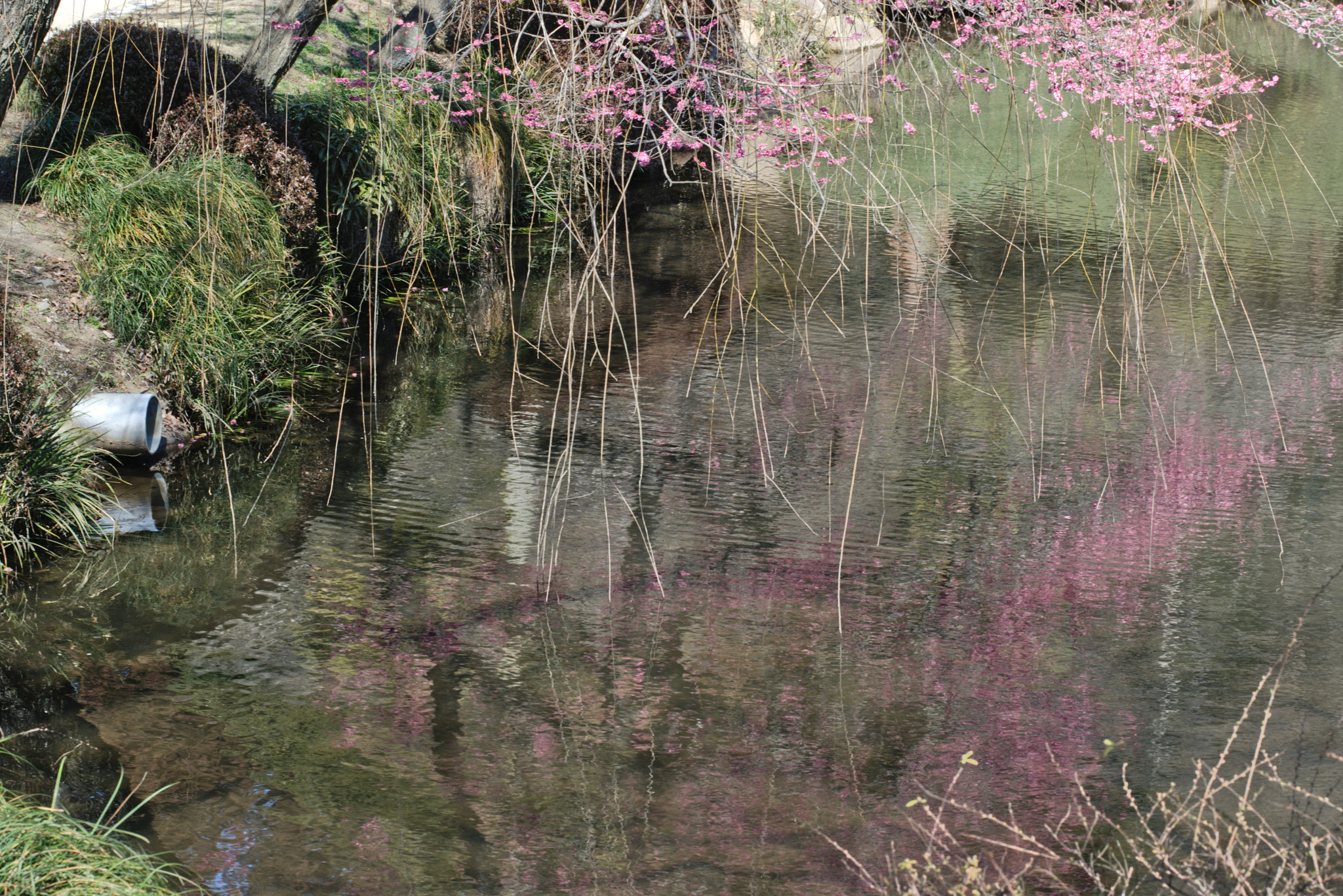 Nikon D5300 + 50mm F1.8 sample photo. Ume reflections two photography