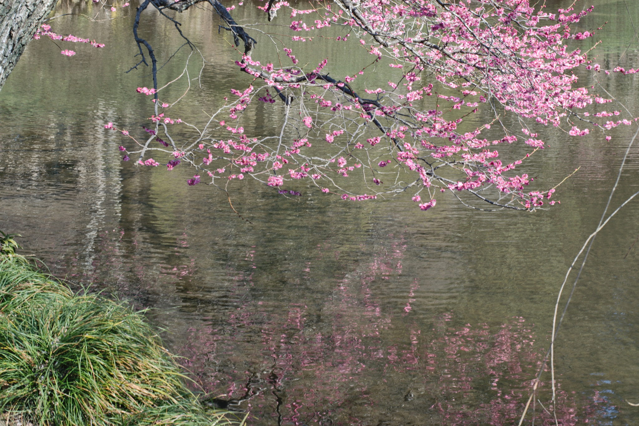 Nikon D5300 + 50mm F1.8 sample photo. Ume reflections three photography