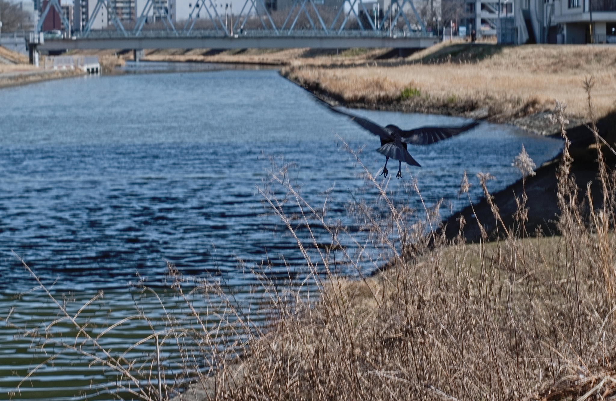 Nikon D5300 + 50mm F1.8 sample photo. Flight of the raven photography