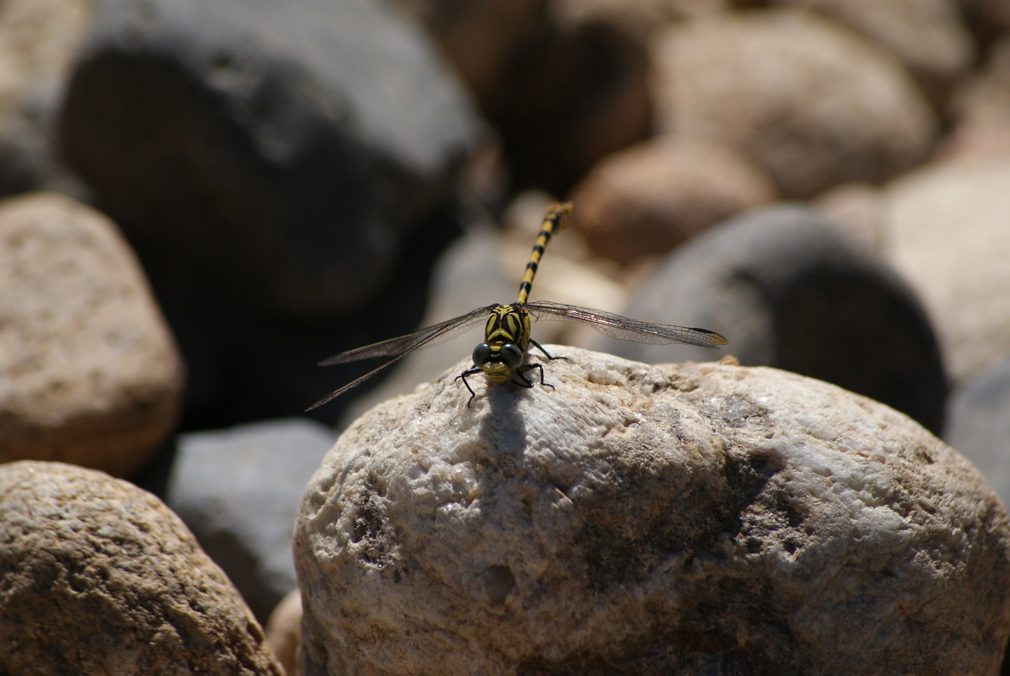 Sony Alpha DSLR-A300 + Sony DT 55-200mm F4-5.6 SAM sample photo. Libellule photography