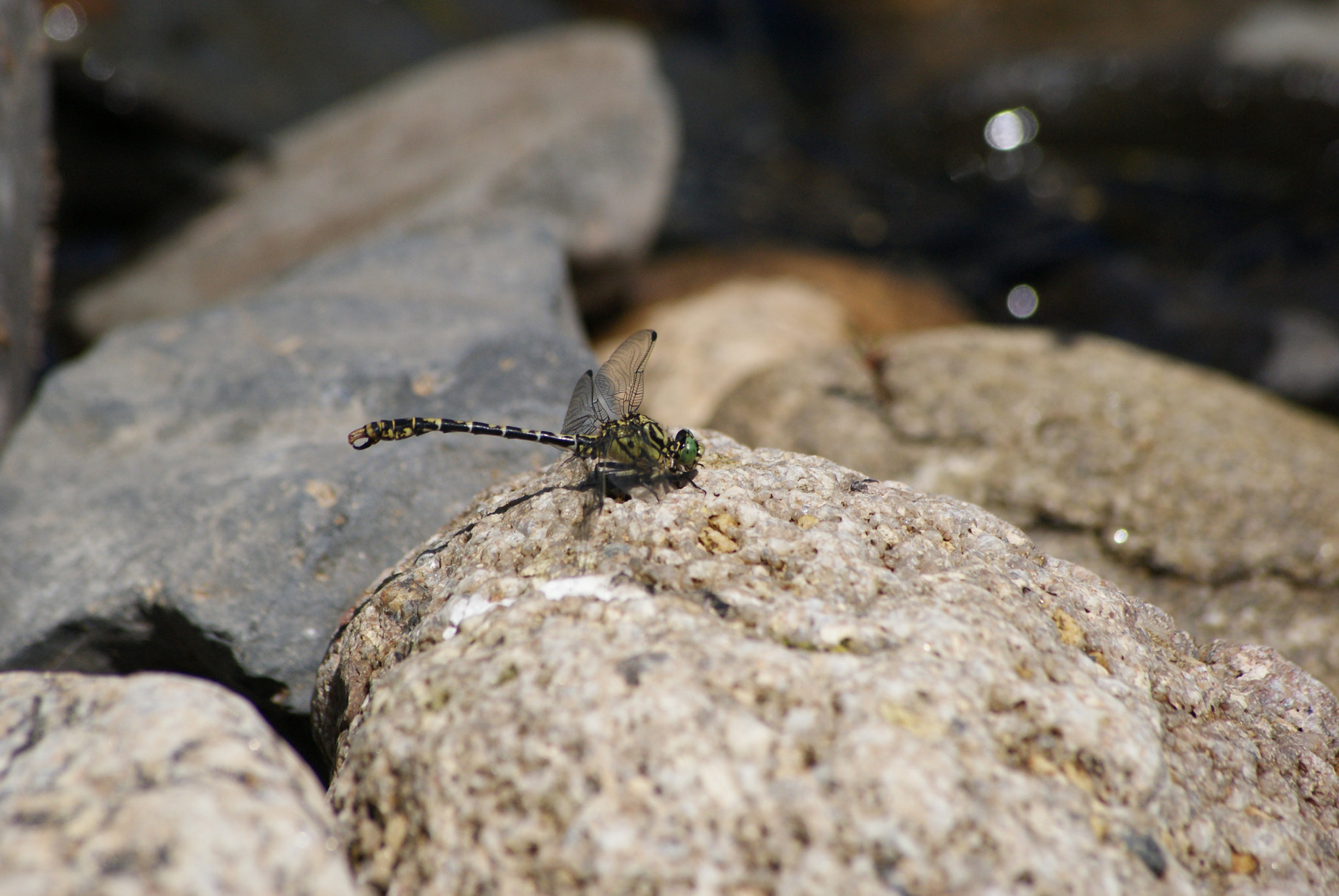 Sony Alpha DSLR-A300 + Sony DT 55-200mm F4-5.6 SAM sample photo. Libellule photography