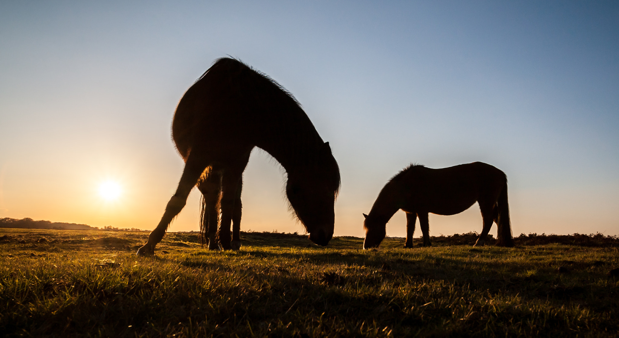 Canon EOS-1D Mark III sample photo. New forest ponies photography