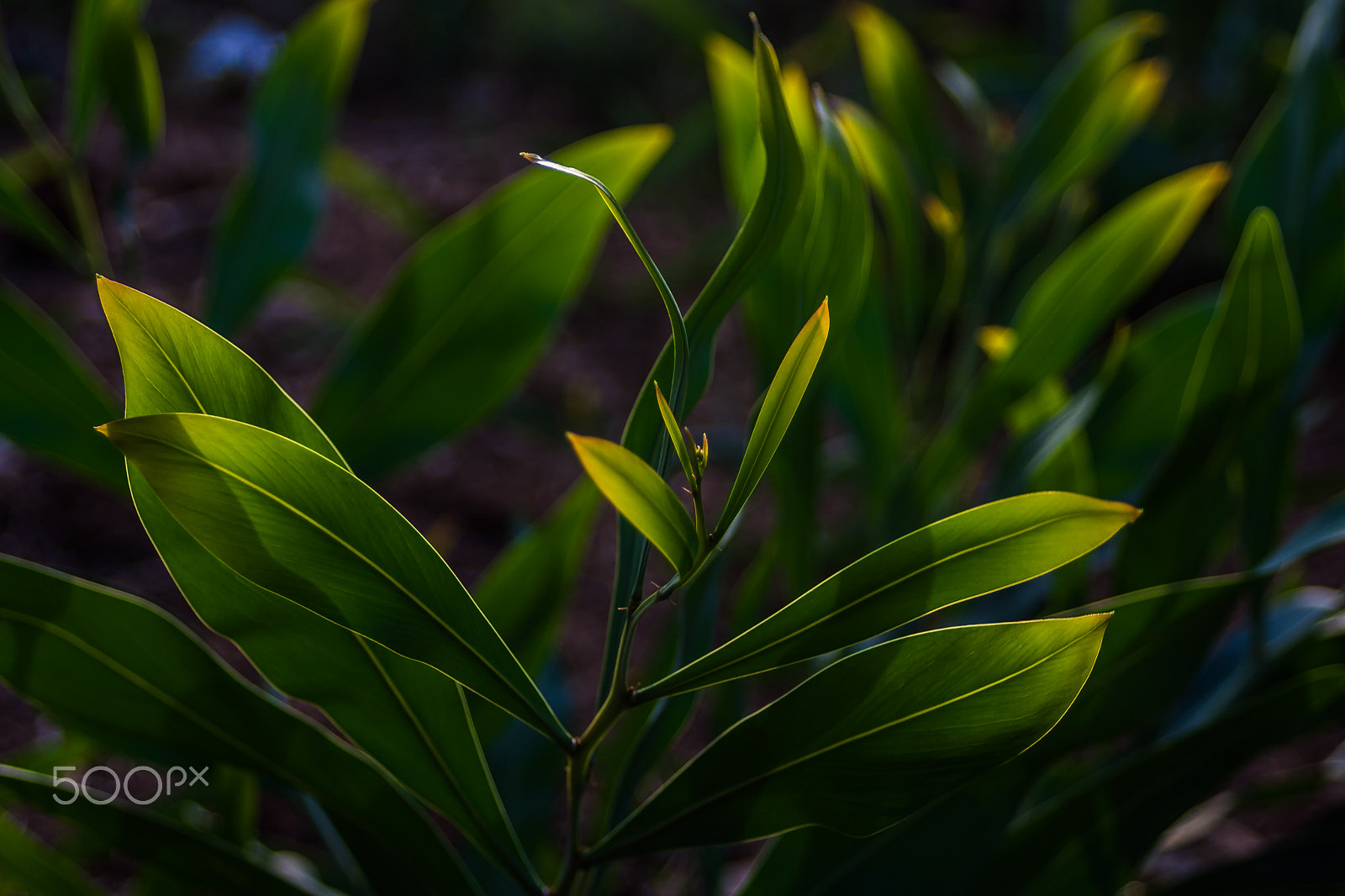 Canon EF 35-70mm f/3.5-4.5 sample photo. Shapes photography
