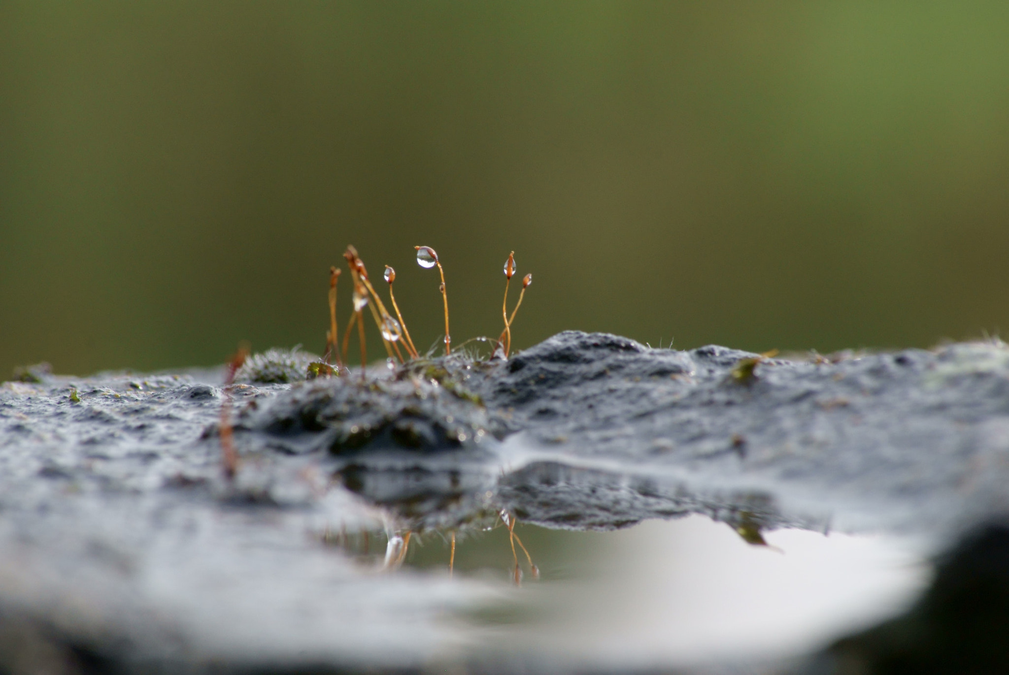 Sony Alpha DSLR-A300 + Sony DT 55-200mm F4-5.6 SAM sample photo. Mousse et perle d'eau photography