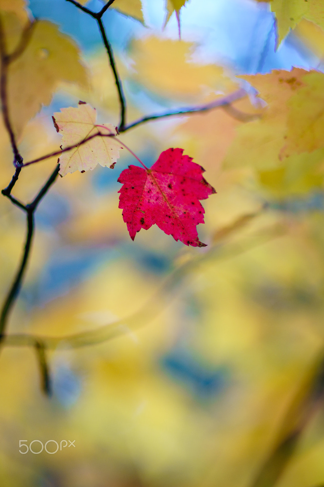 Sony a7R II + Canon EF 85mm F1.2L II USM sample photo. Paint with yellow photography